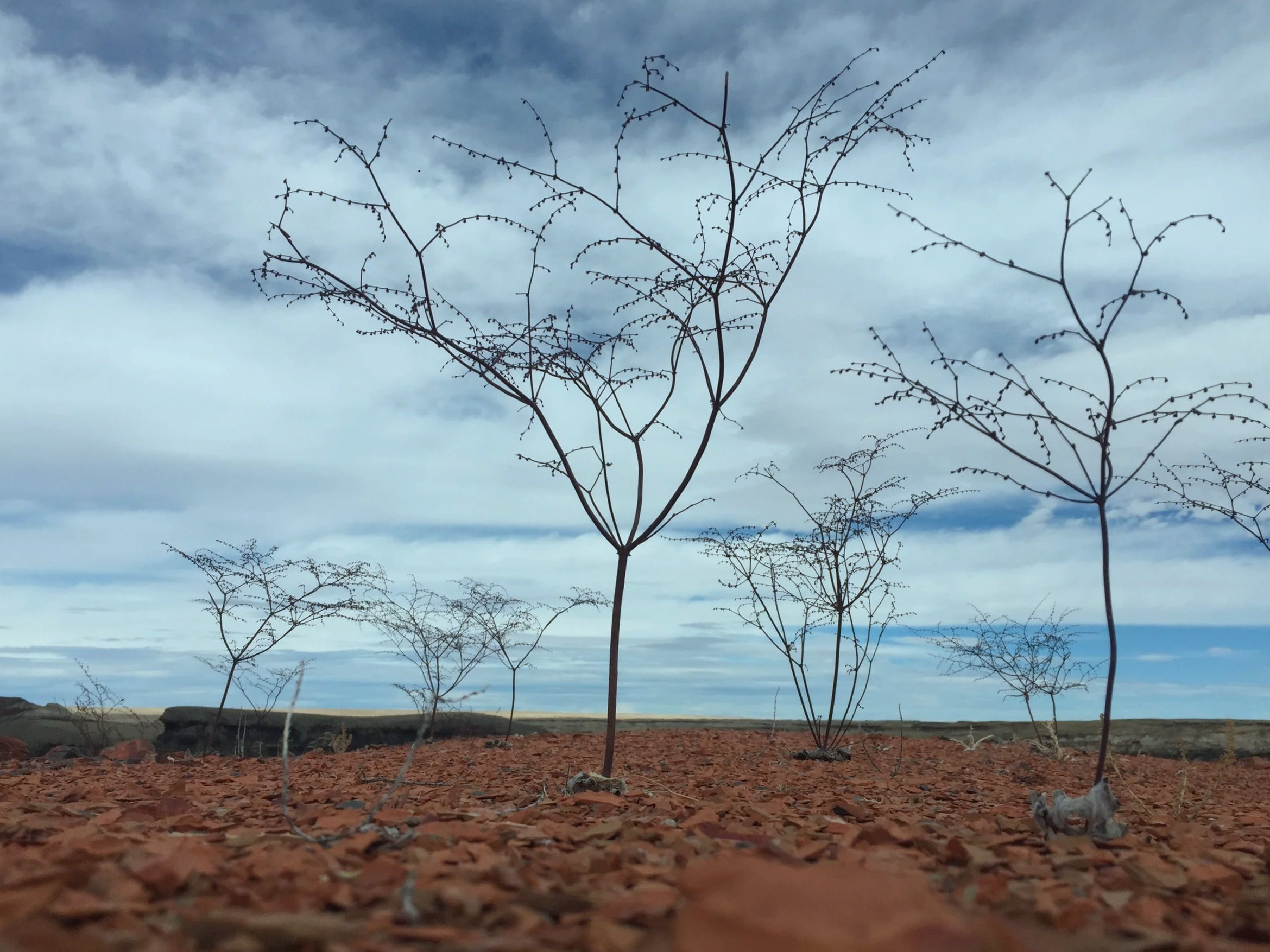 A row of leafless trees with thin branches stands against a cloudy sky, with a barren, reddish ground and rocks in the foreground.
