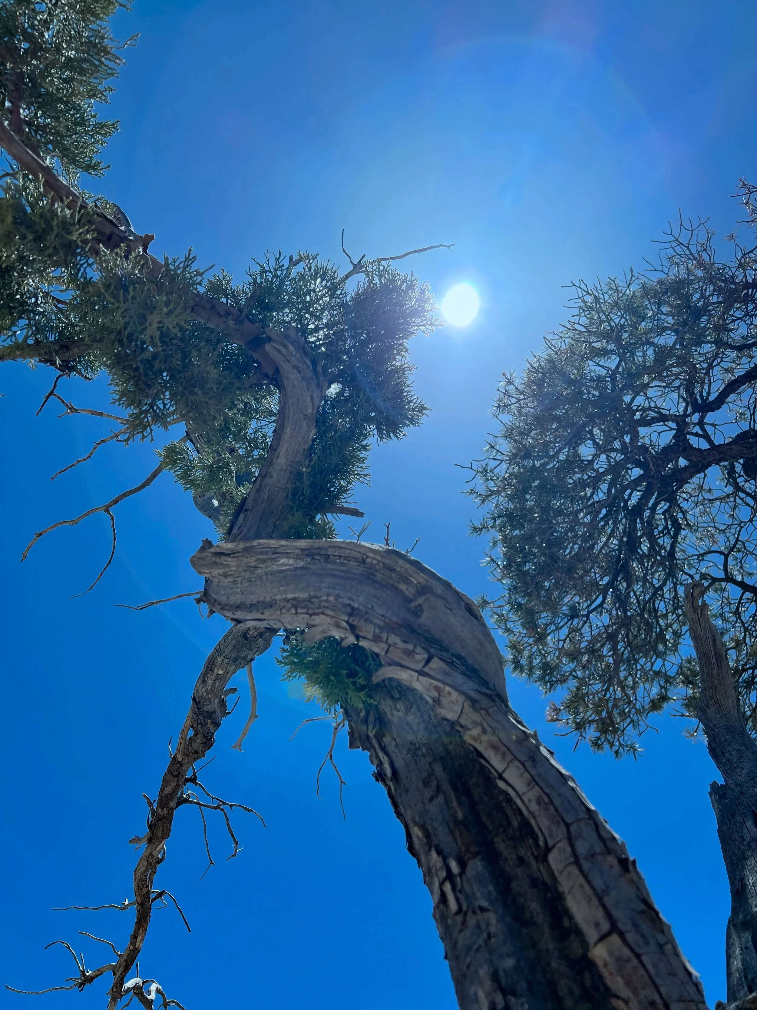 Looking up at a tall, weathered tree with sparse green foliage, set against a bright blue sky with the sun shining.
