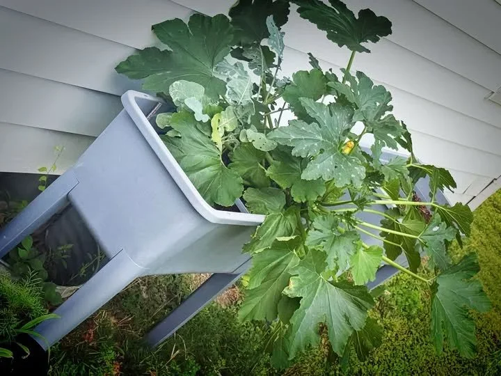 This Week in the Garden: The Surprise Gifts We Never Planned