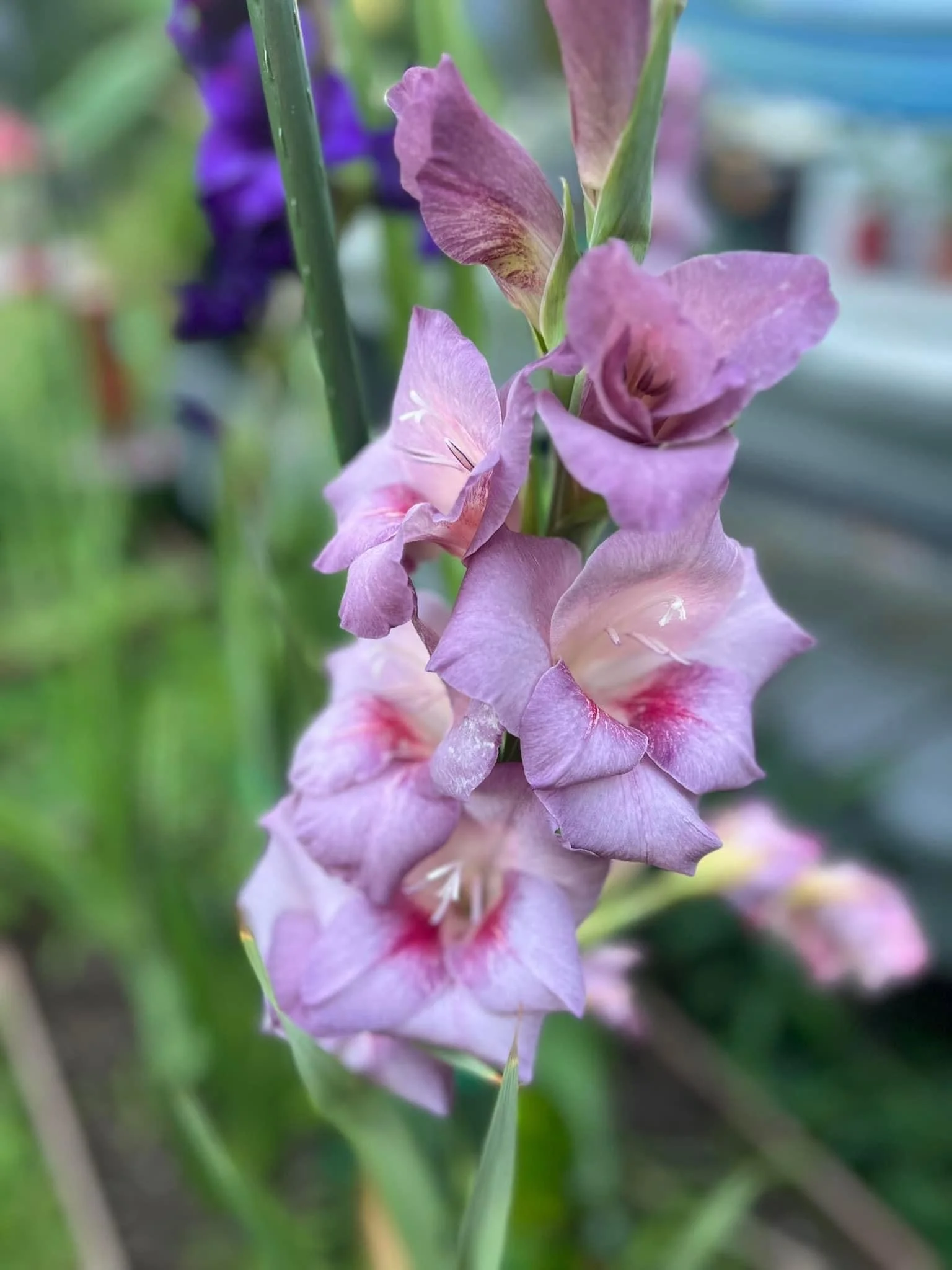 Gladiolus: The Garden Flowers That Refuse to Be Ignored