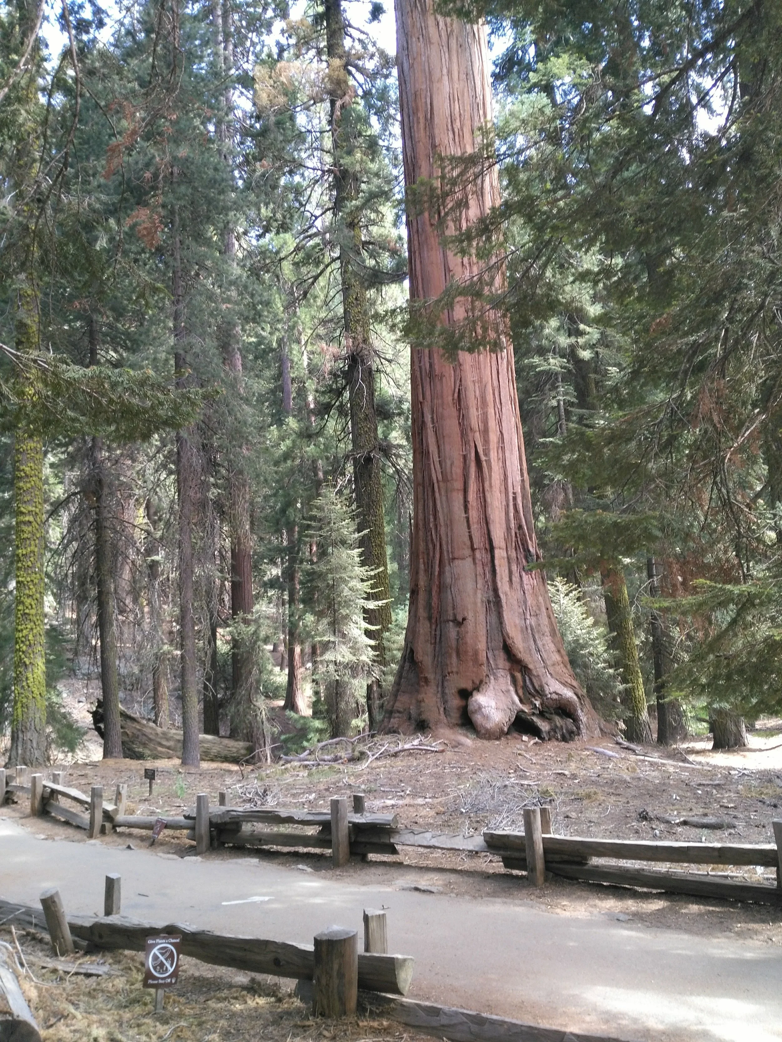 Redwood Forest, Ca