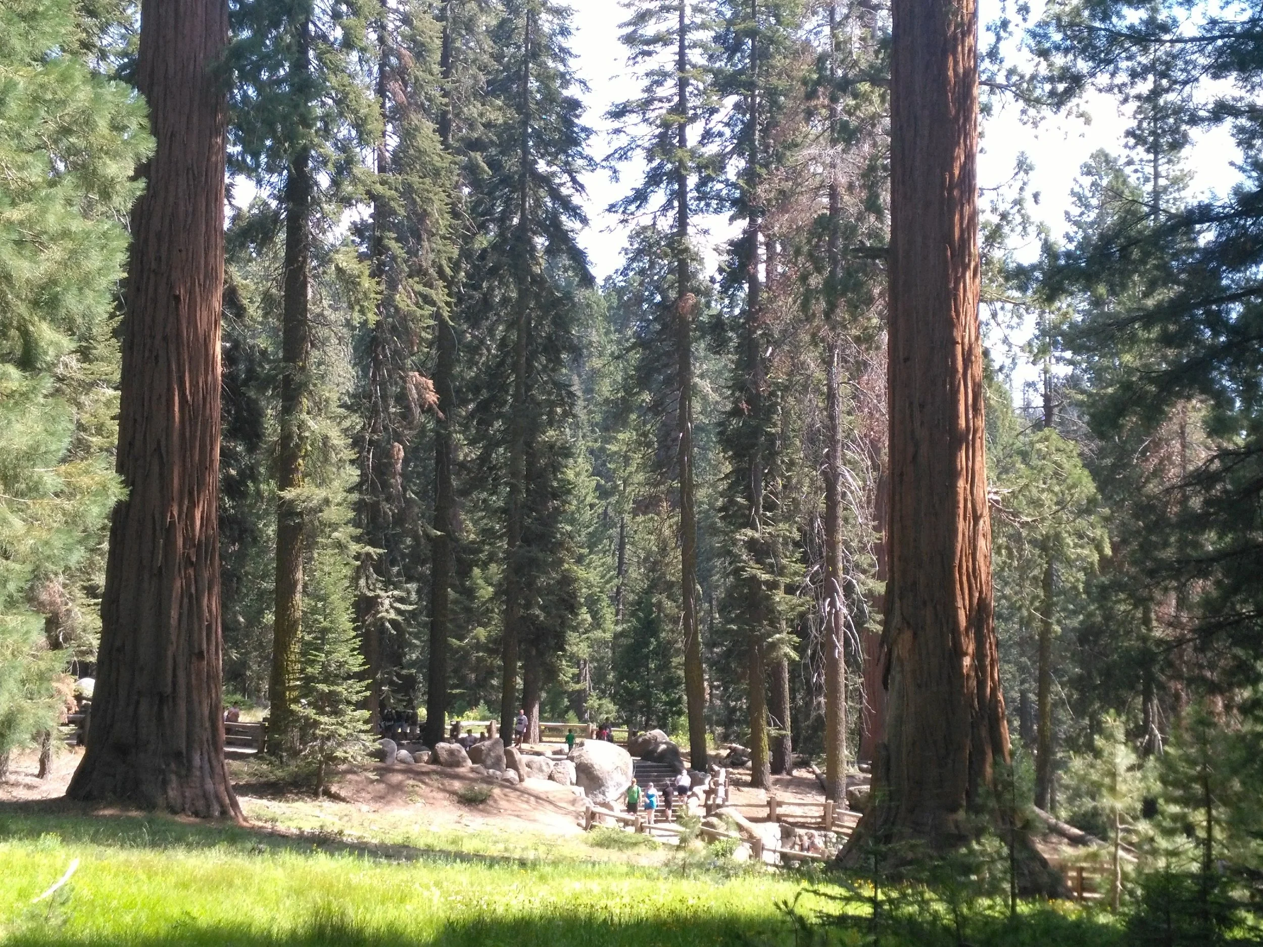 Redwood Forest, Ca