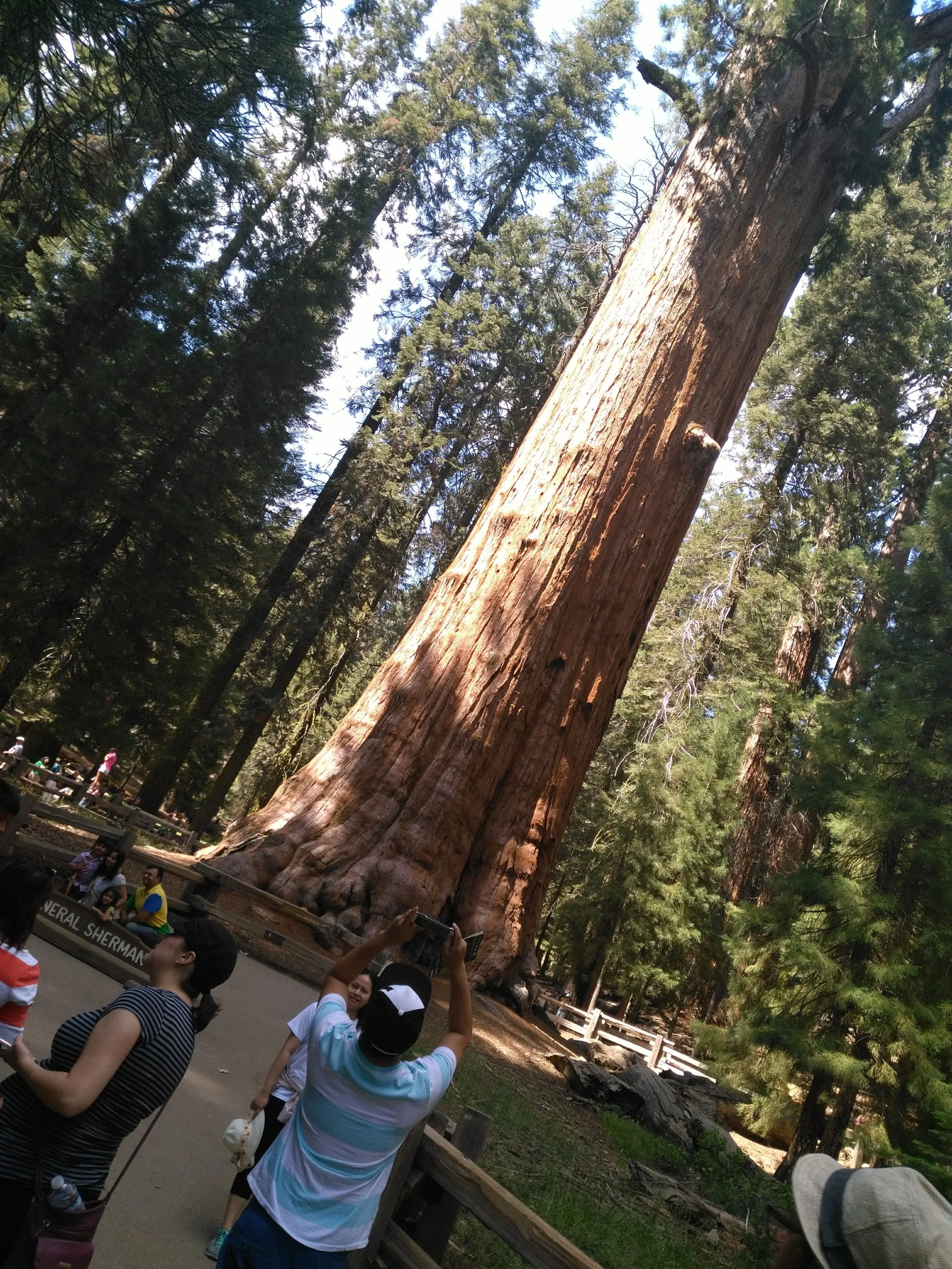 Redwood Forest, Ca