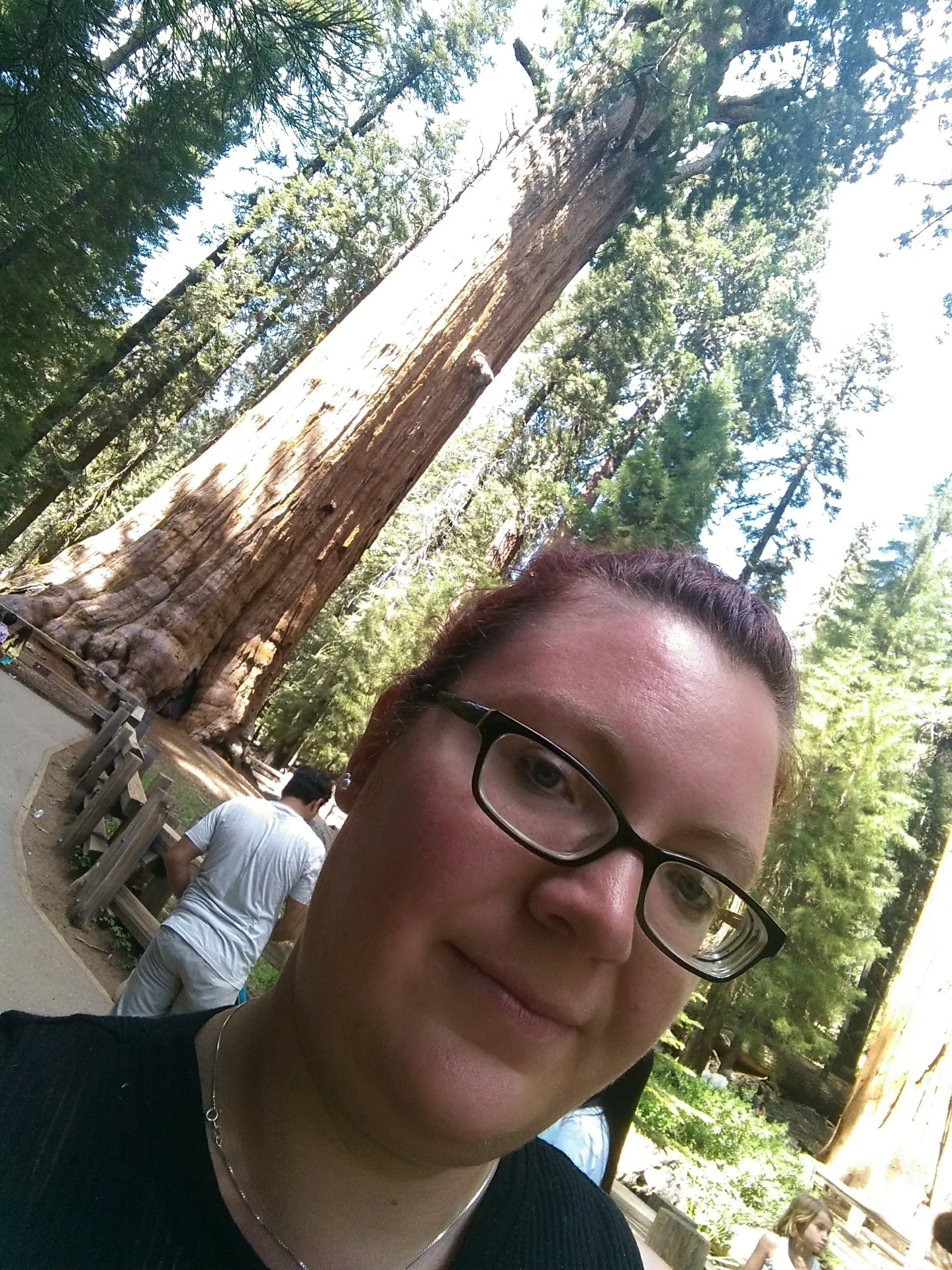 Redwood Forest, Ca
