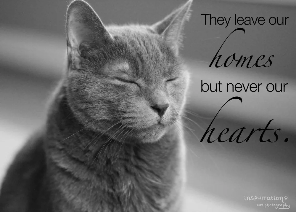 A black and white photo of a relaxed, content cat with eyes closed. Overlaid on the image is a quote saying, 'They leave our homes but never our hearts.'