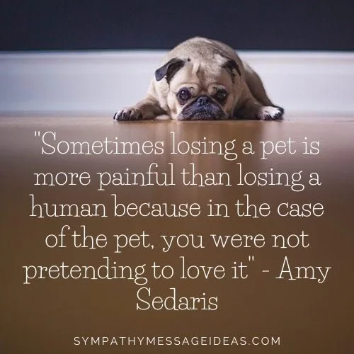 A sad pug dog lying on the floor with a quote about pet loss and love, attributed to Amy Sedaris.
