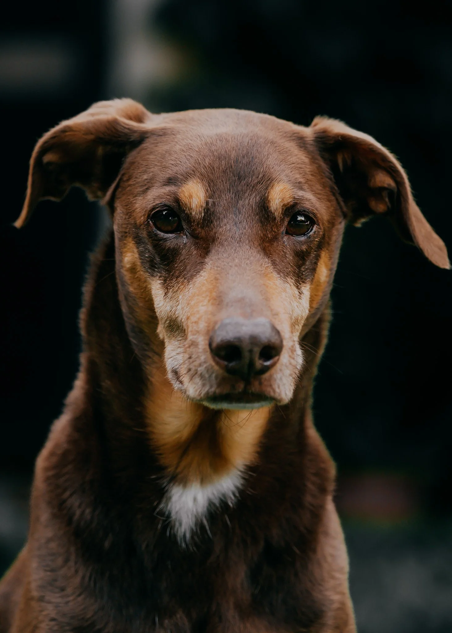 Pet Photography