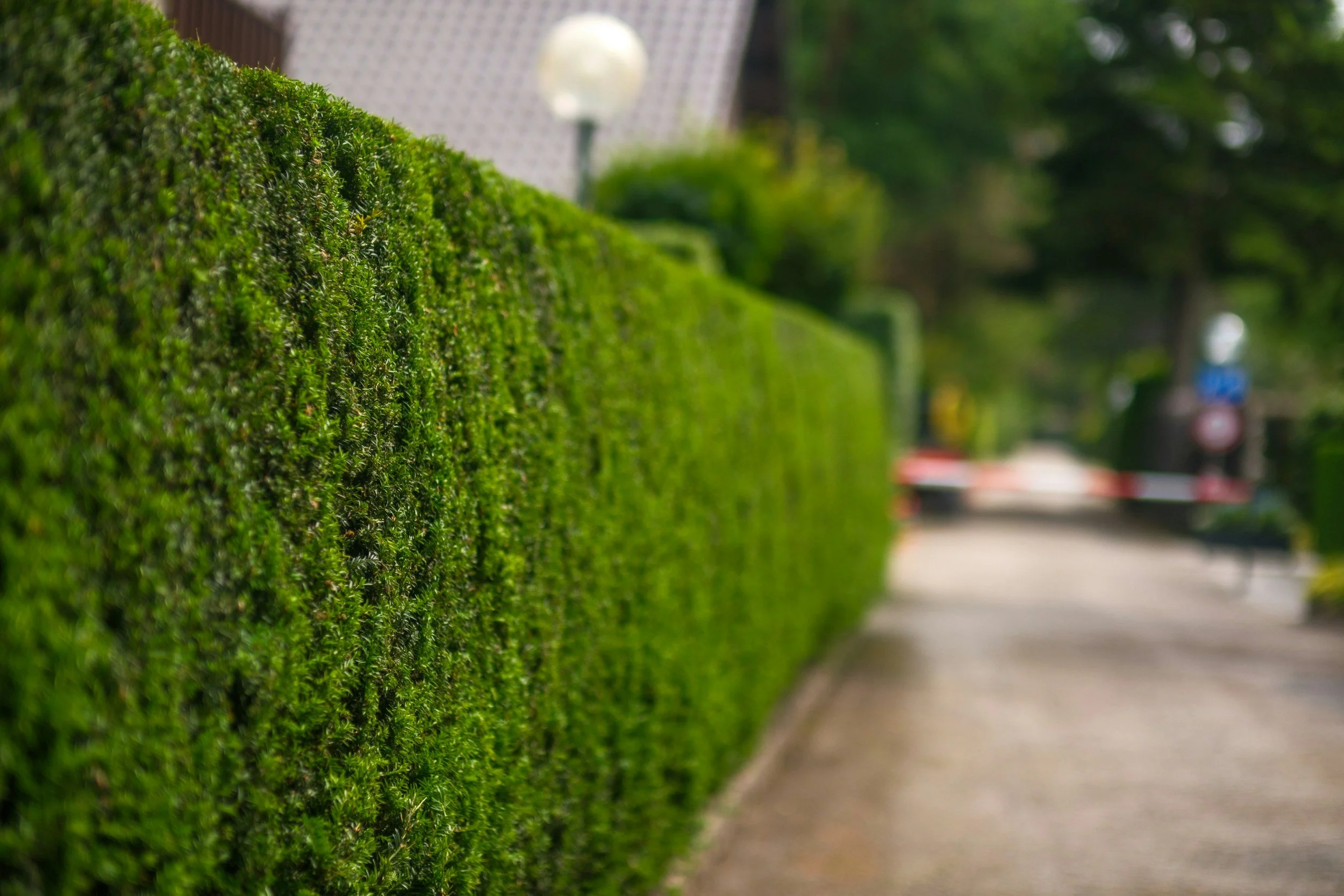Close-up of a well-maintained green hedge along a sidewalk with blurred trees and street signs in the background.