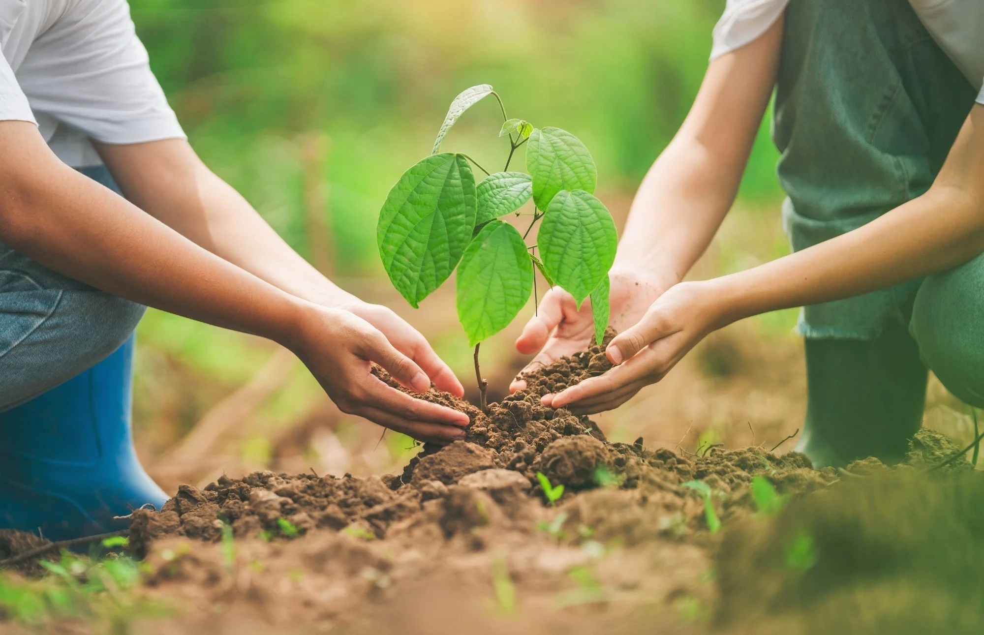 Two hands holding a young sapling in the dirt, symbolizing the intake and family partnership journey with Evergreen Therapeutics in Forsyth County, North Carolina.