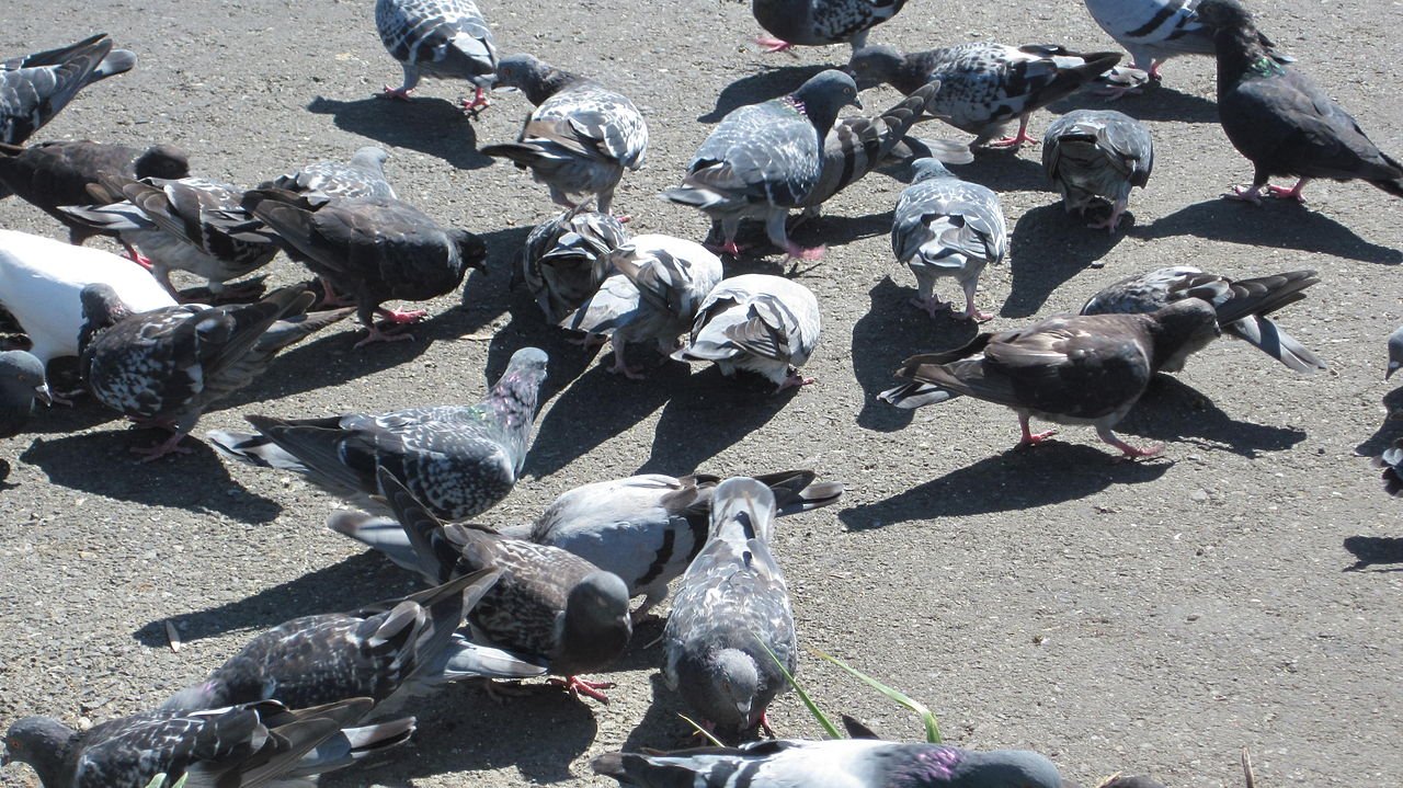How to Keep Birds Out of Your Warehouse