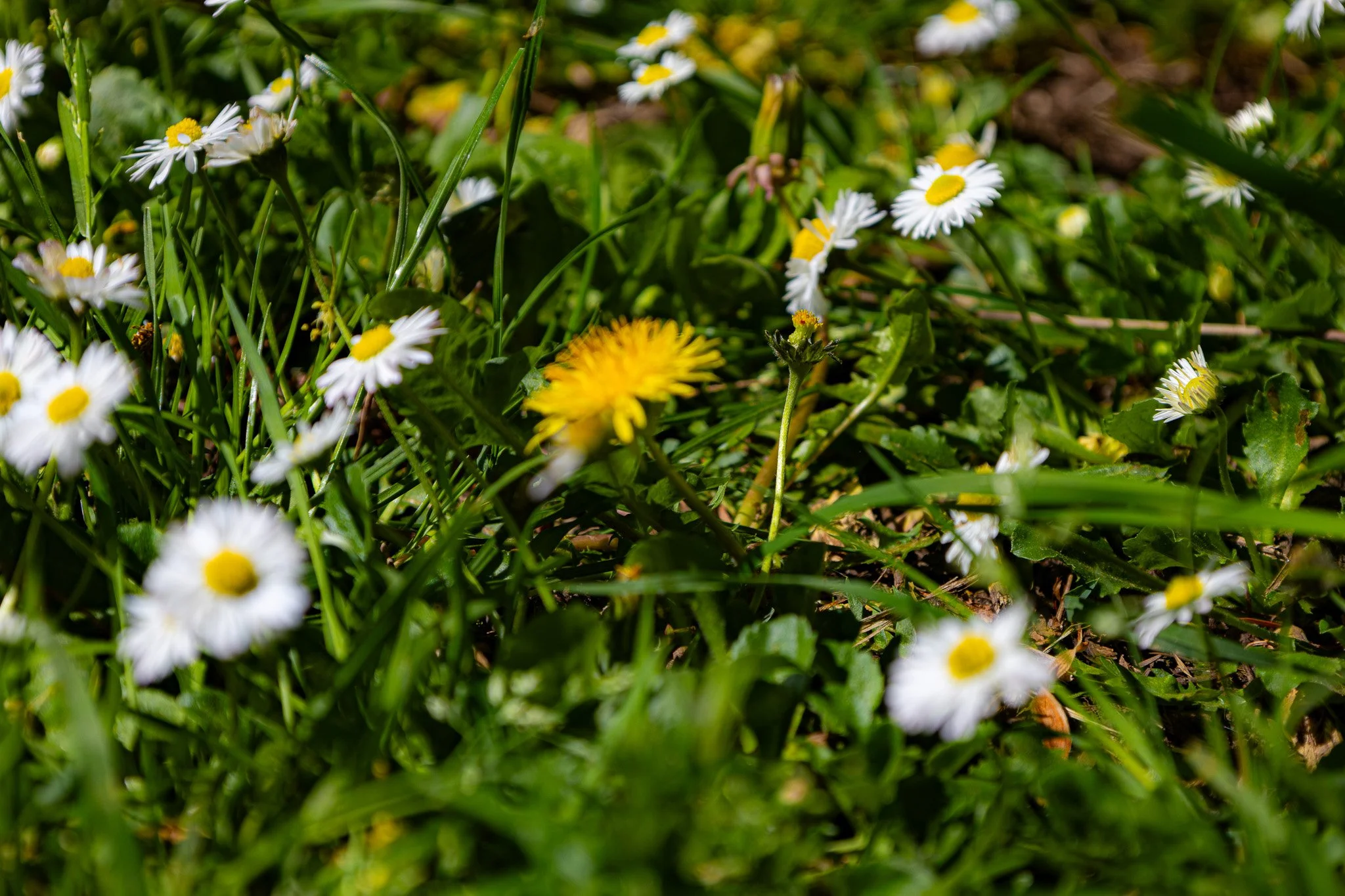 Close-up of a patch of flowering daisies and other small wildflowers in green grass.