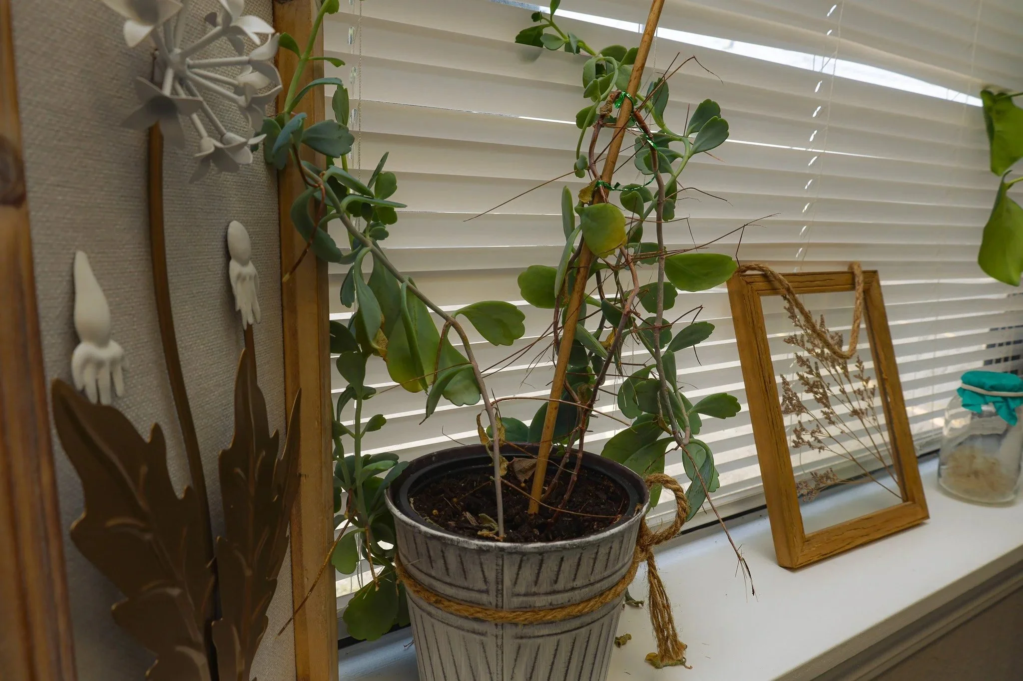 A potted plant with trailing green leaves and brownish stems on a white surface in front of closed white window blinds, with decorative items nearby.