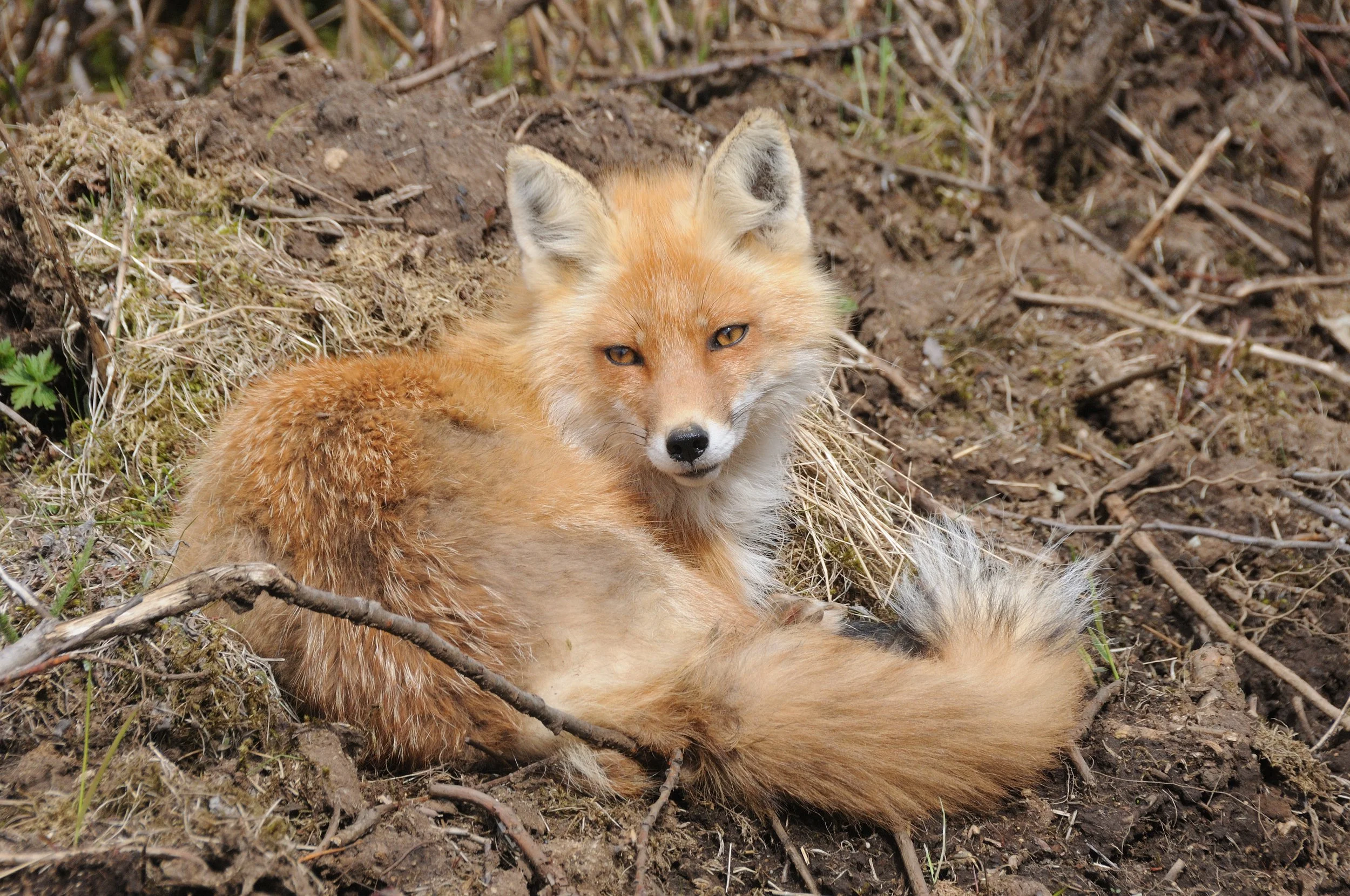 A red fox resting on the ground among dirt and small plants, looking directly at the camera.