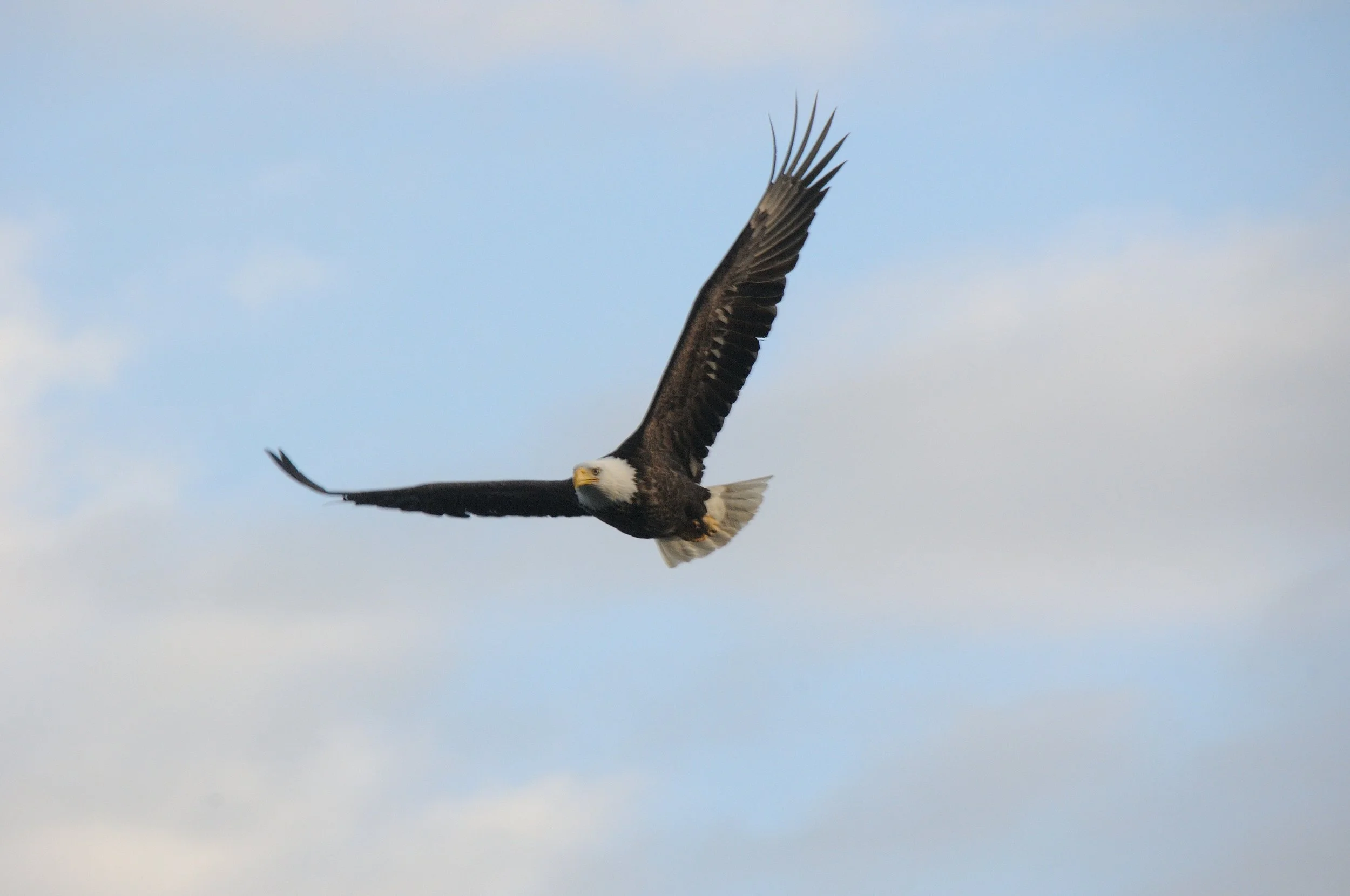 A bald eagle soaring in the sky with its wings spread wide.