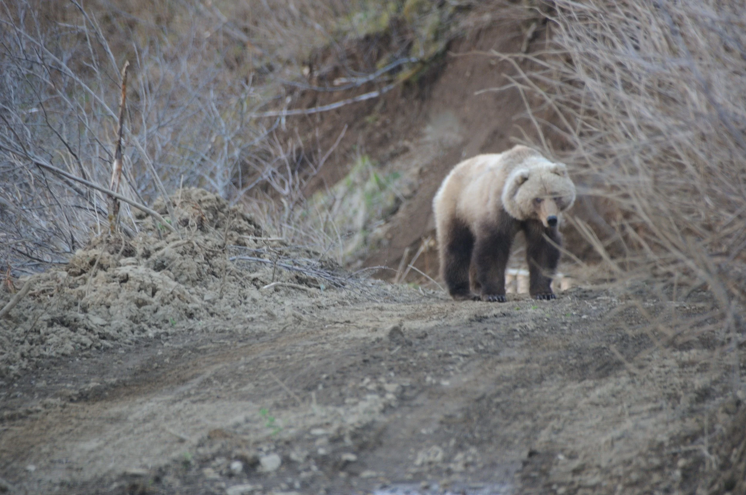 A bear walking through a forested area with dry branches and dirt path.