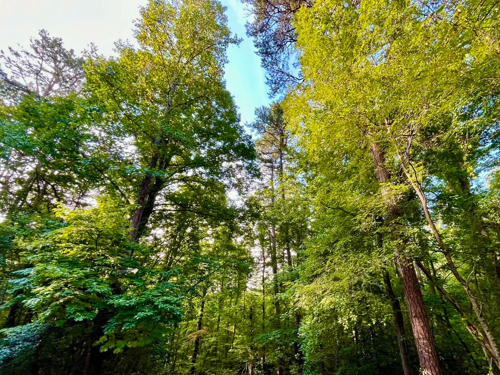 Tall trees with green leaves in a forest.