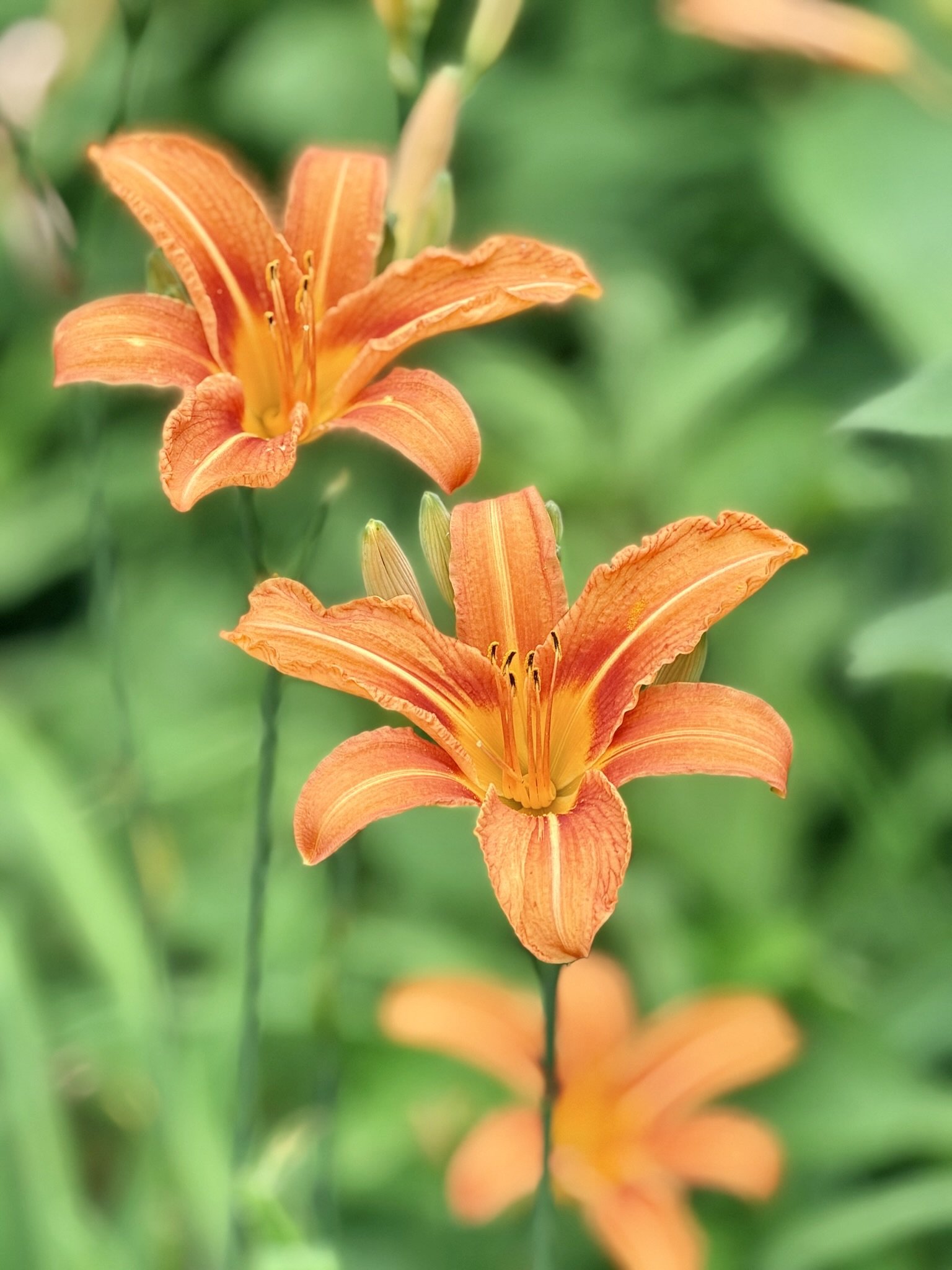 Close-up of orange lilies with green blurred background.