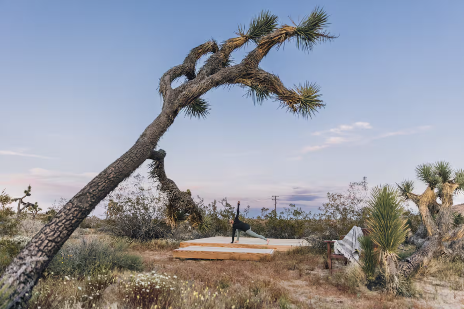 A person practicing yoga outdoors in a desert landscape with desert plants and a large, leaning cactus tree, during sunset or sunrise, on a padded yoga mat.