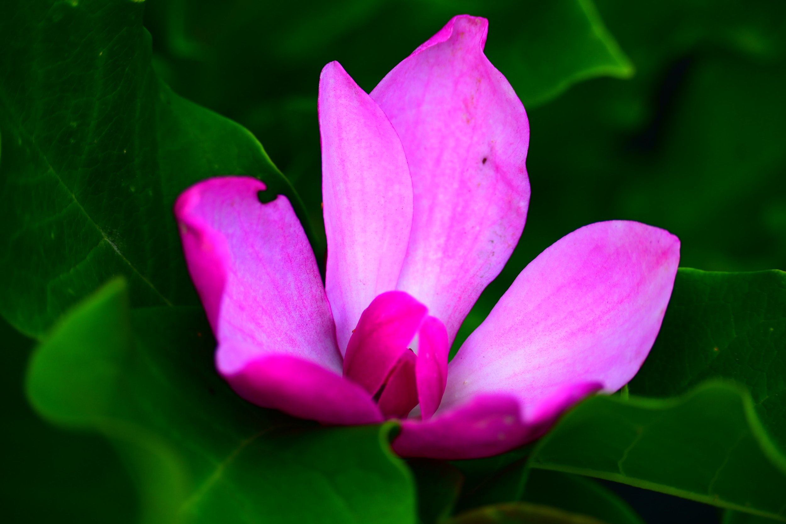 Close-up of a pink flower with green leaves in the background.