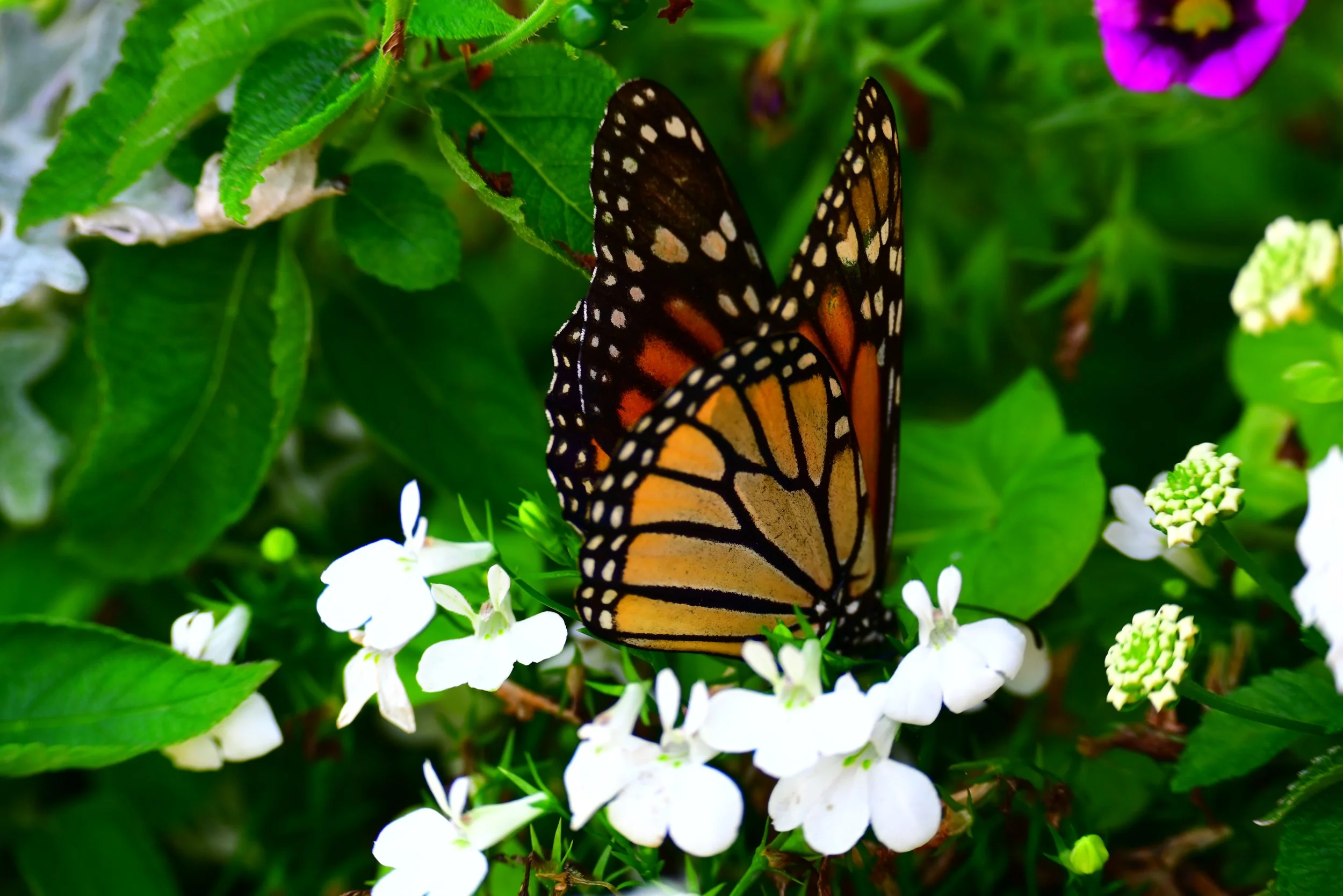 A monarch butterfly with orange and black wings perched on white flowers among green leaves.