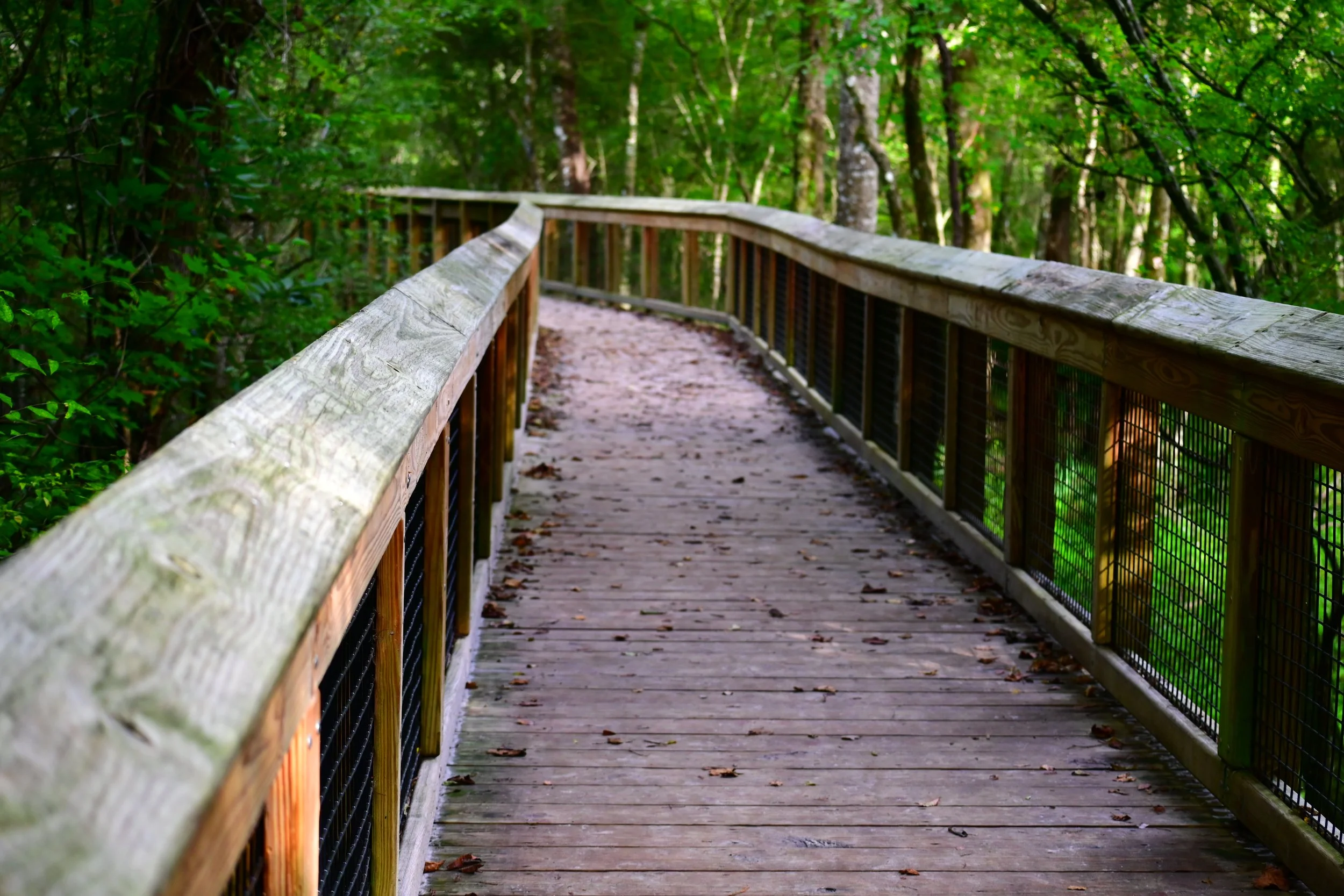 A wooden pathway with railings winding through a lush green forest with trees and foliage.