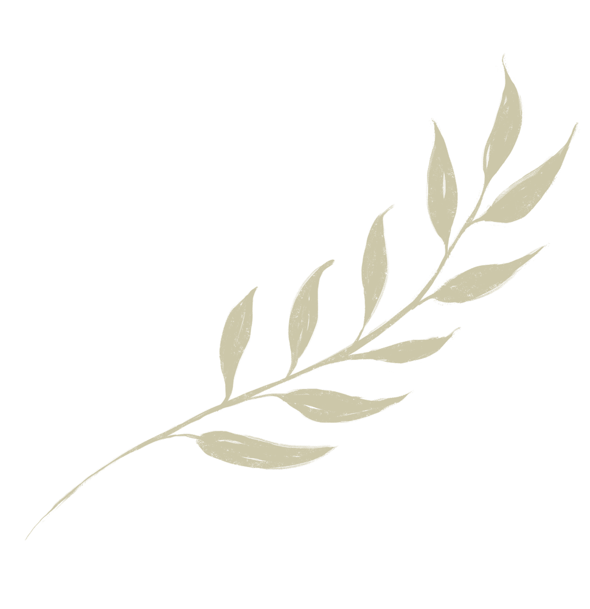 A minimalist illustration of a light-colored, slender branch with elongated leaves on a black background.