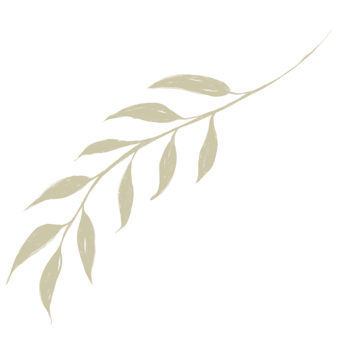 A beige-colored illustration of a leafy branch on a black background.