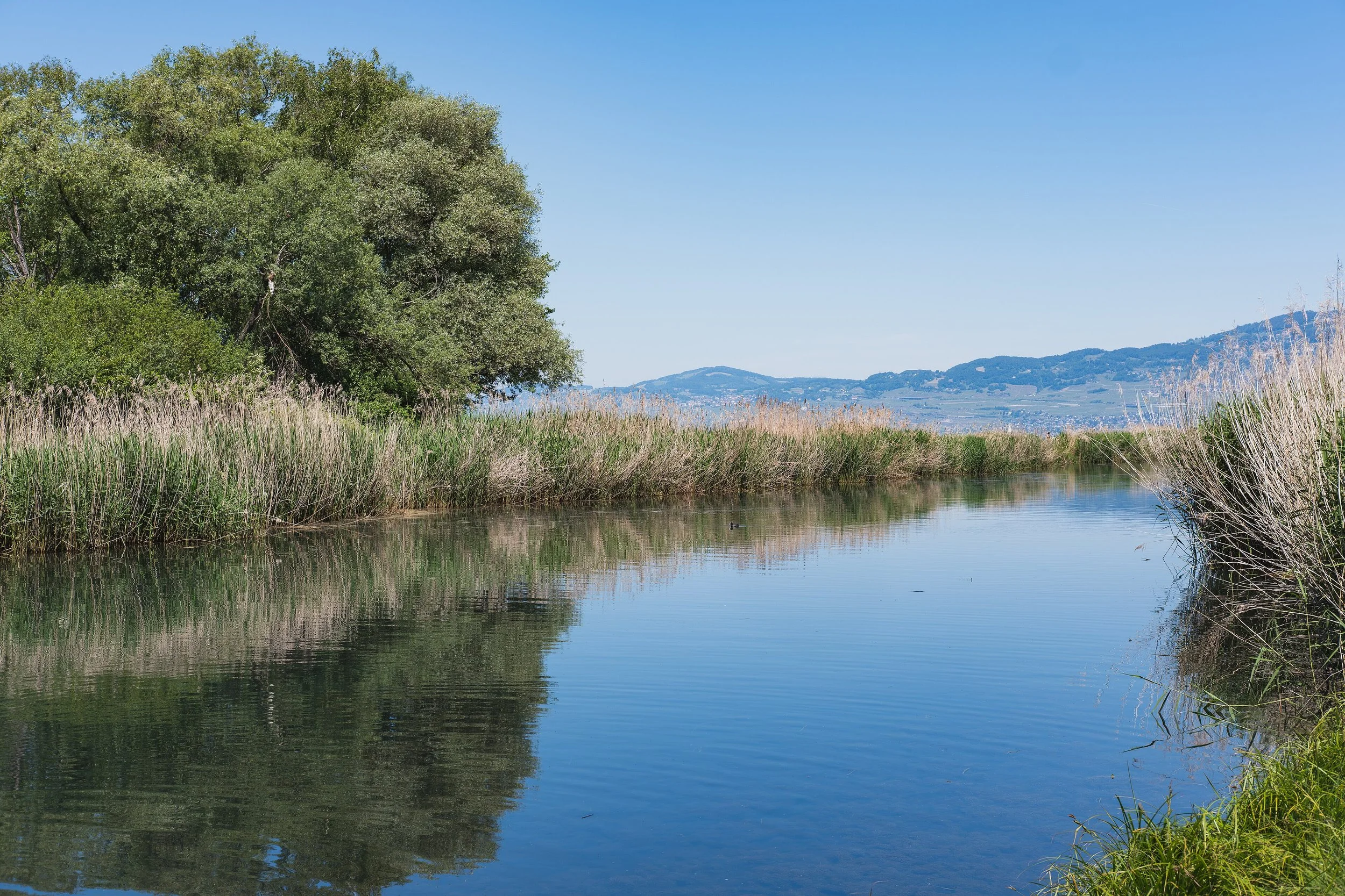 Une rivière bordée d'herbes hautes et d'arbres verts, avec des montagnes en arrière-plan sous un ciel clair et ensoleillé.