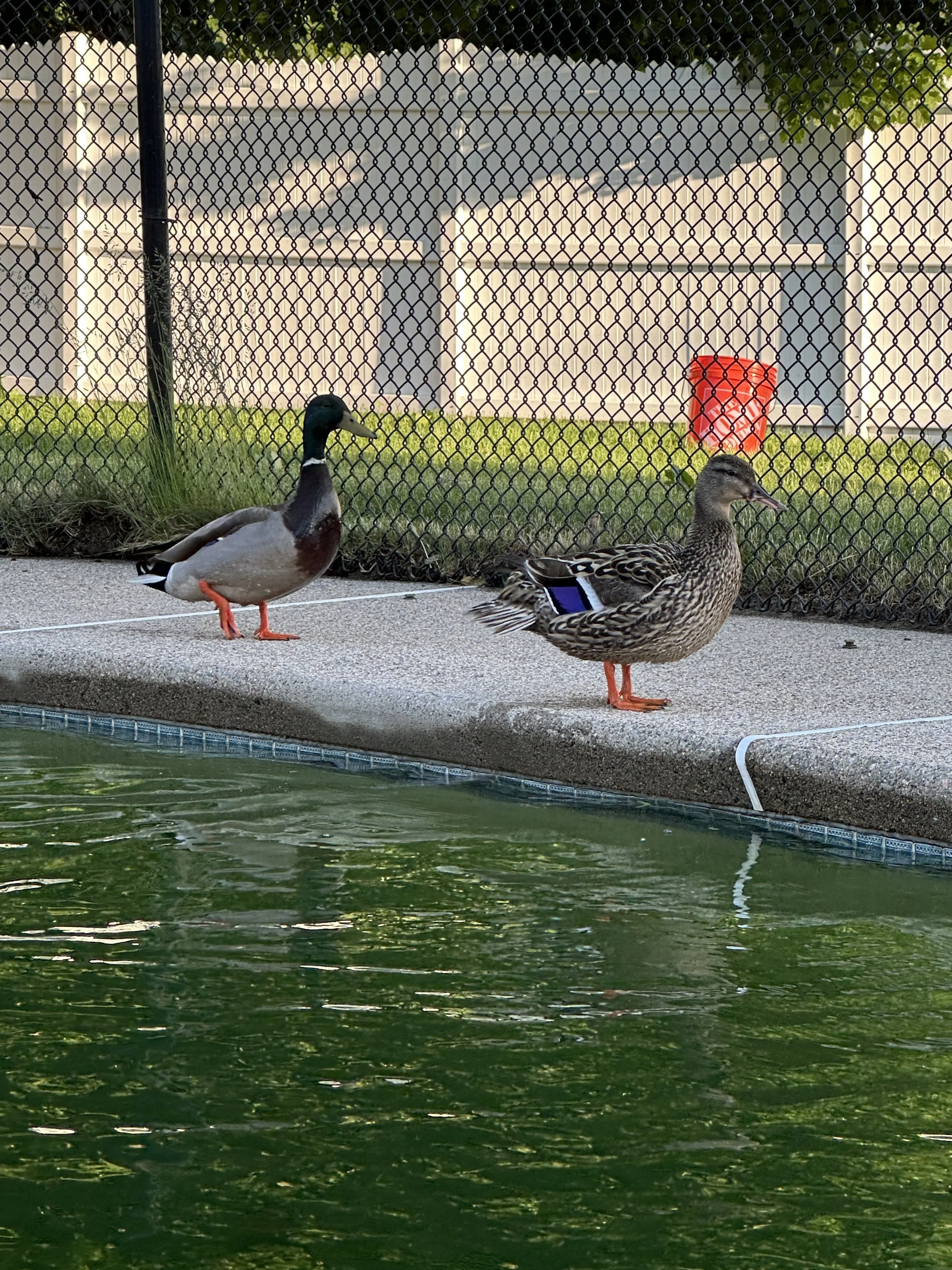 AFTER - So clean the wildlife came over to admire it!