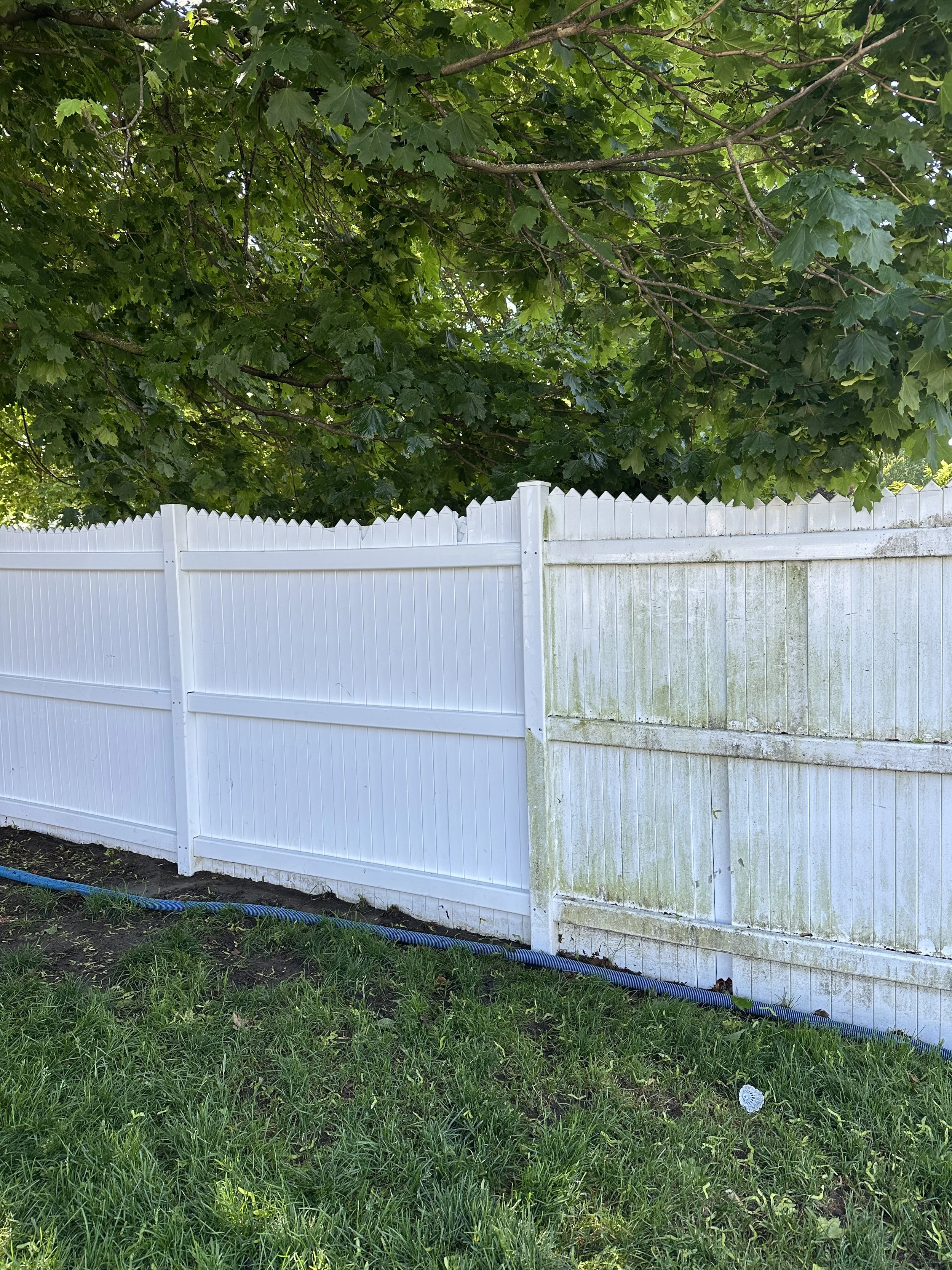 A white wooden fence with a grassy yard in front, a large leafy green tree overhead, and a blue garden hose on the ground.