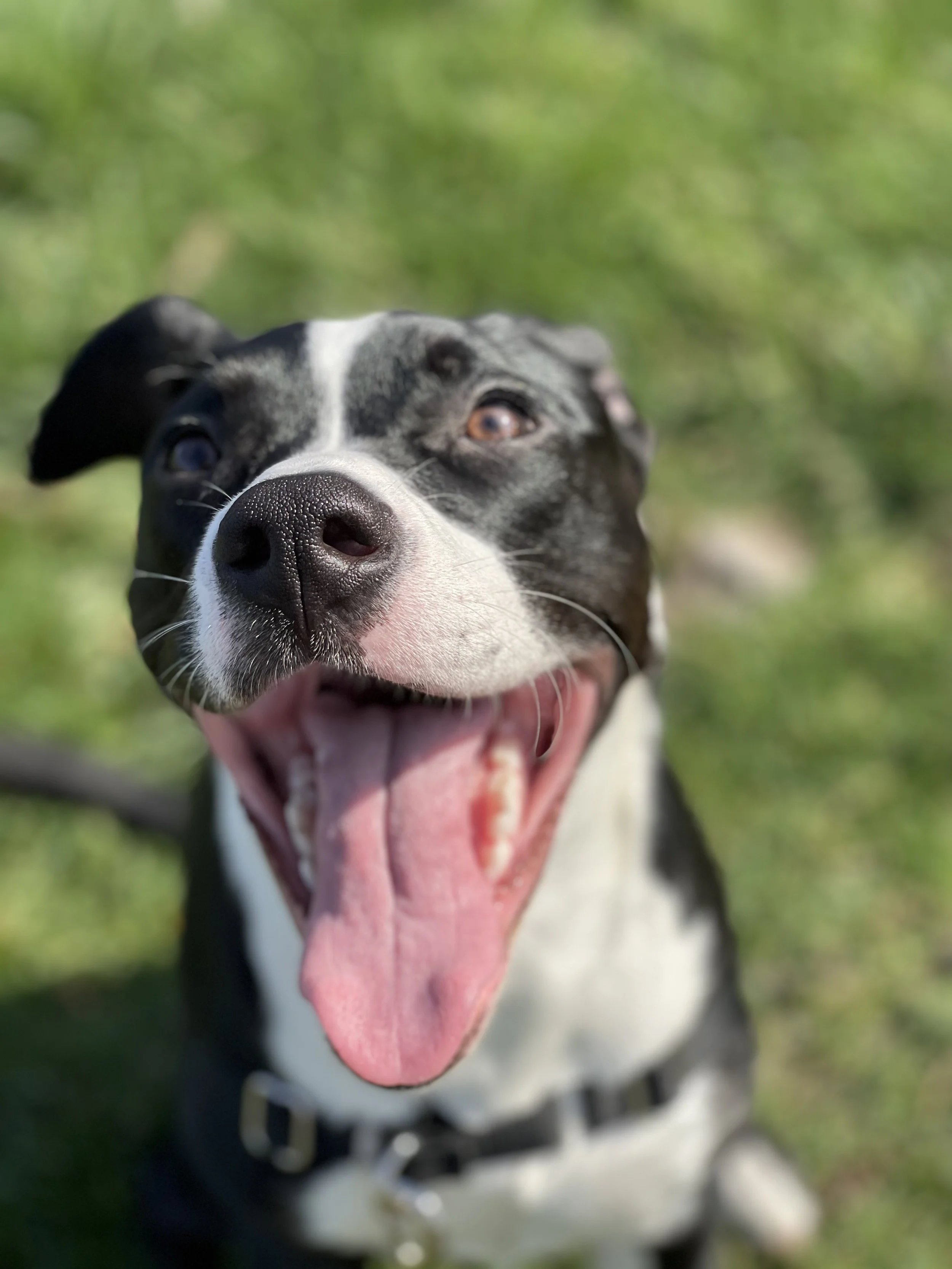 Close-up of a happy black and white dog with its tongue out, outdoor green background.