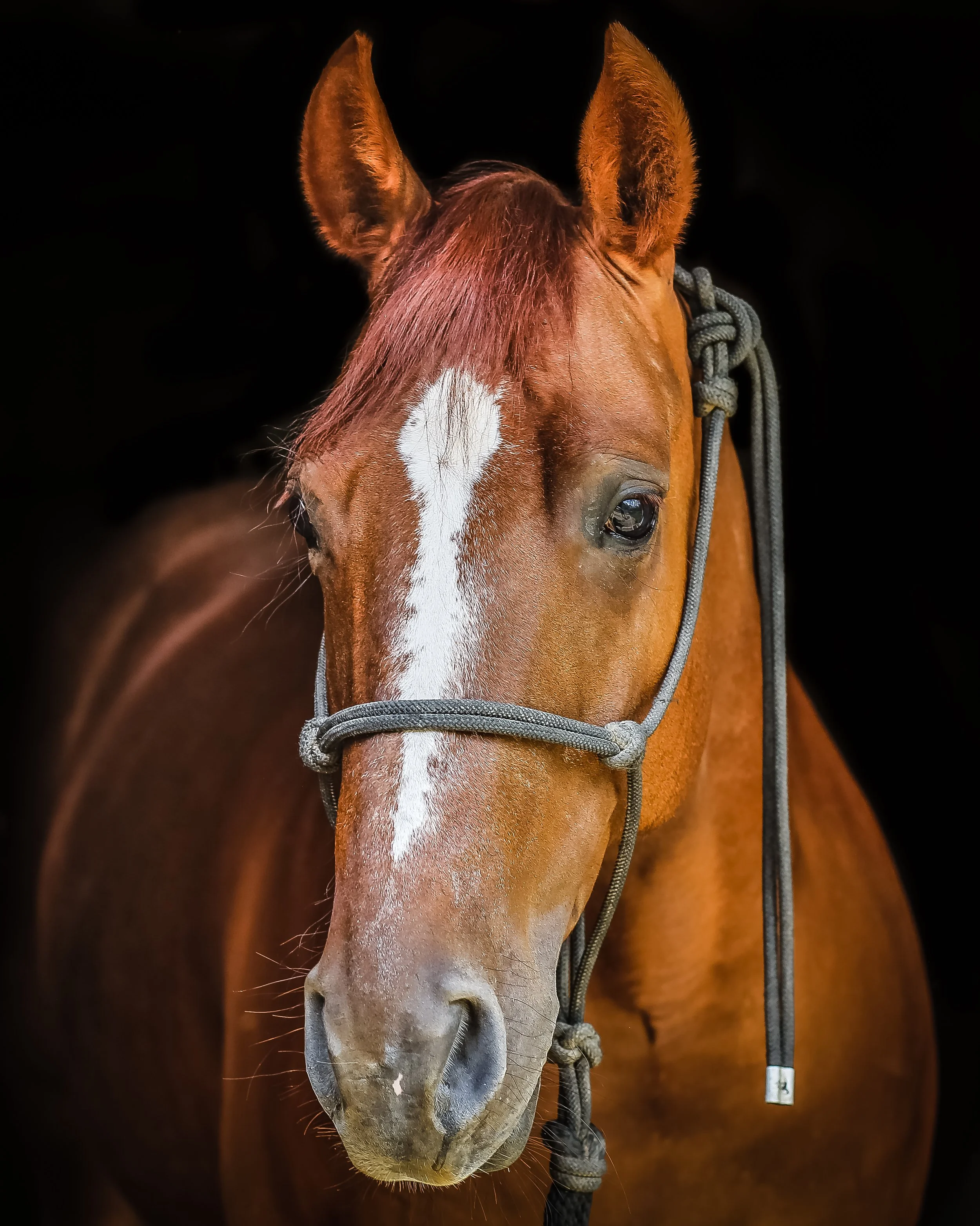 Close-up of a brown horse's face showing black eyes and a white stripe on the nose, with a dark background and a gray halter around its head.