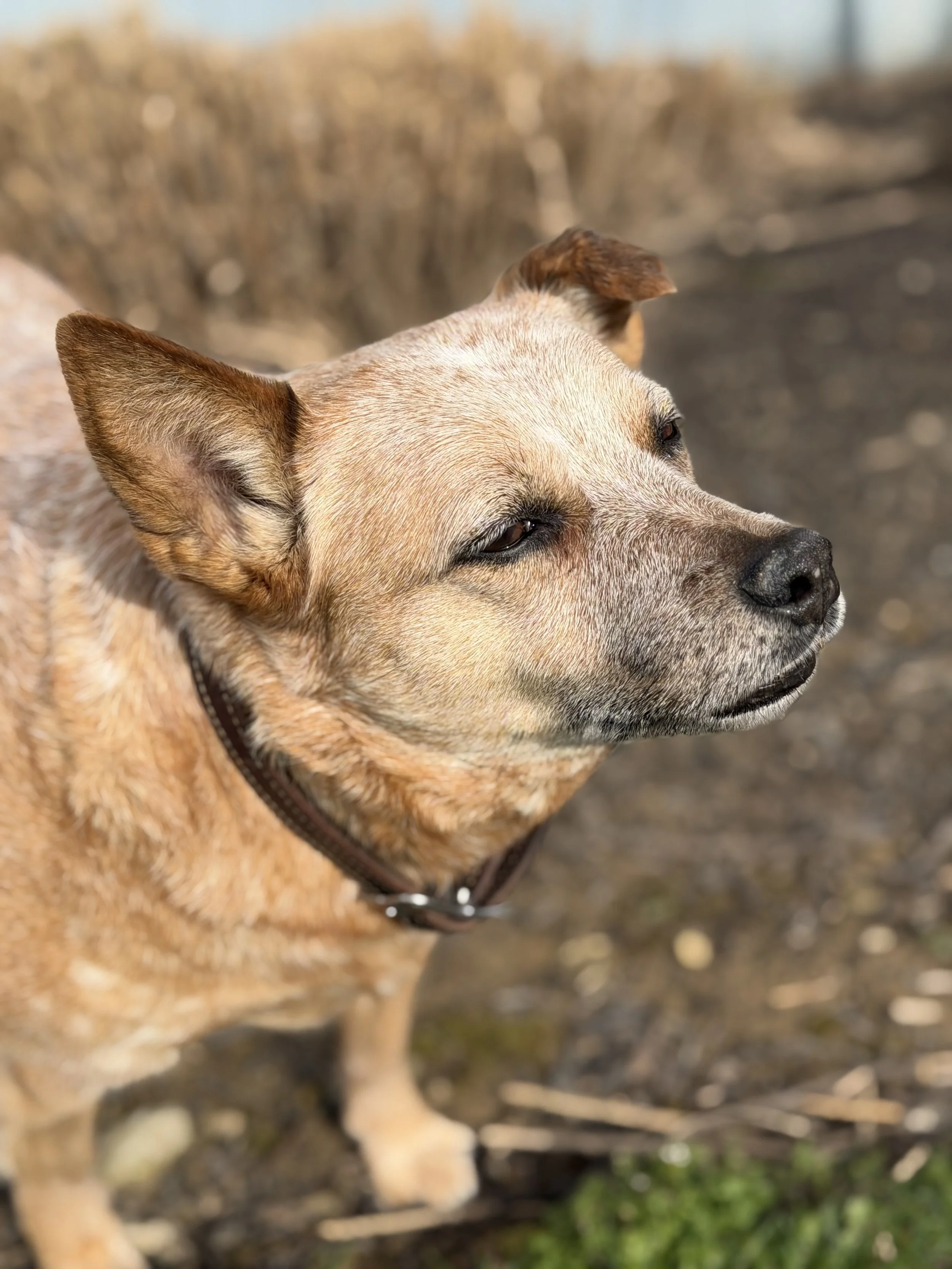 Close-up of a tan and brown dog with a black nose, outdoors on a dirt path with blurred natural background.