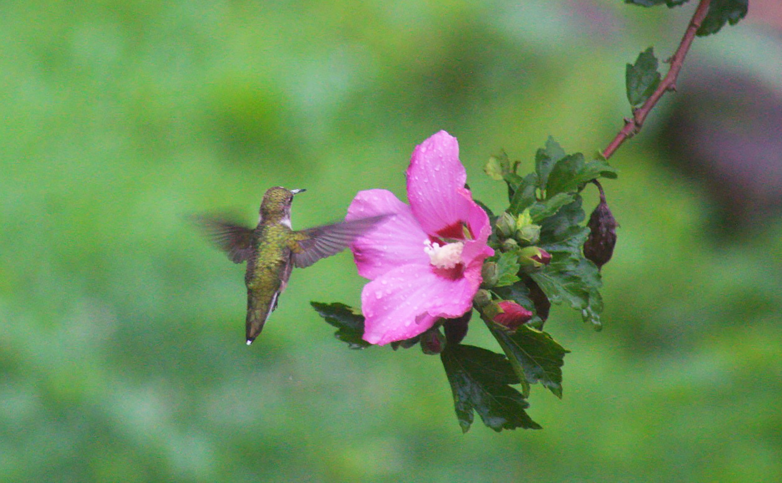 birdeditzoomedin.jpg