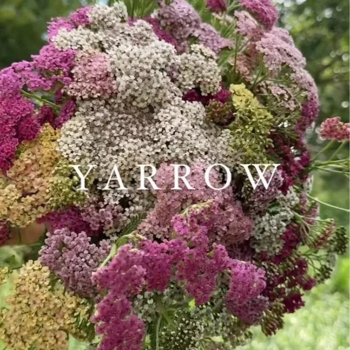 yarrow.jpg