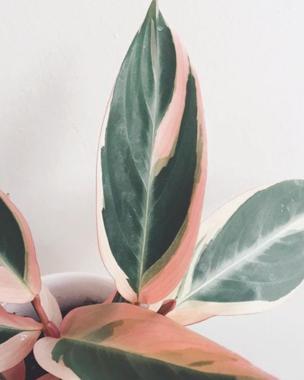 plant.png
