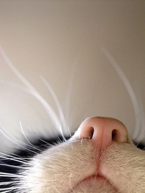 Silly kitty_.jpeg