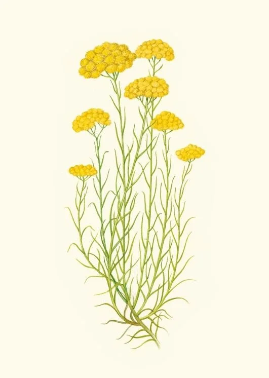 illustration d'une plante avec des fleurs jaunes en grappes