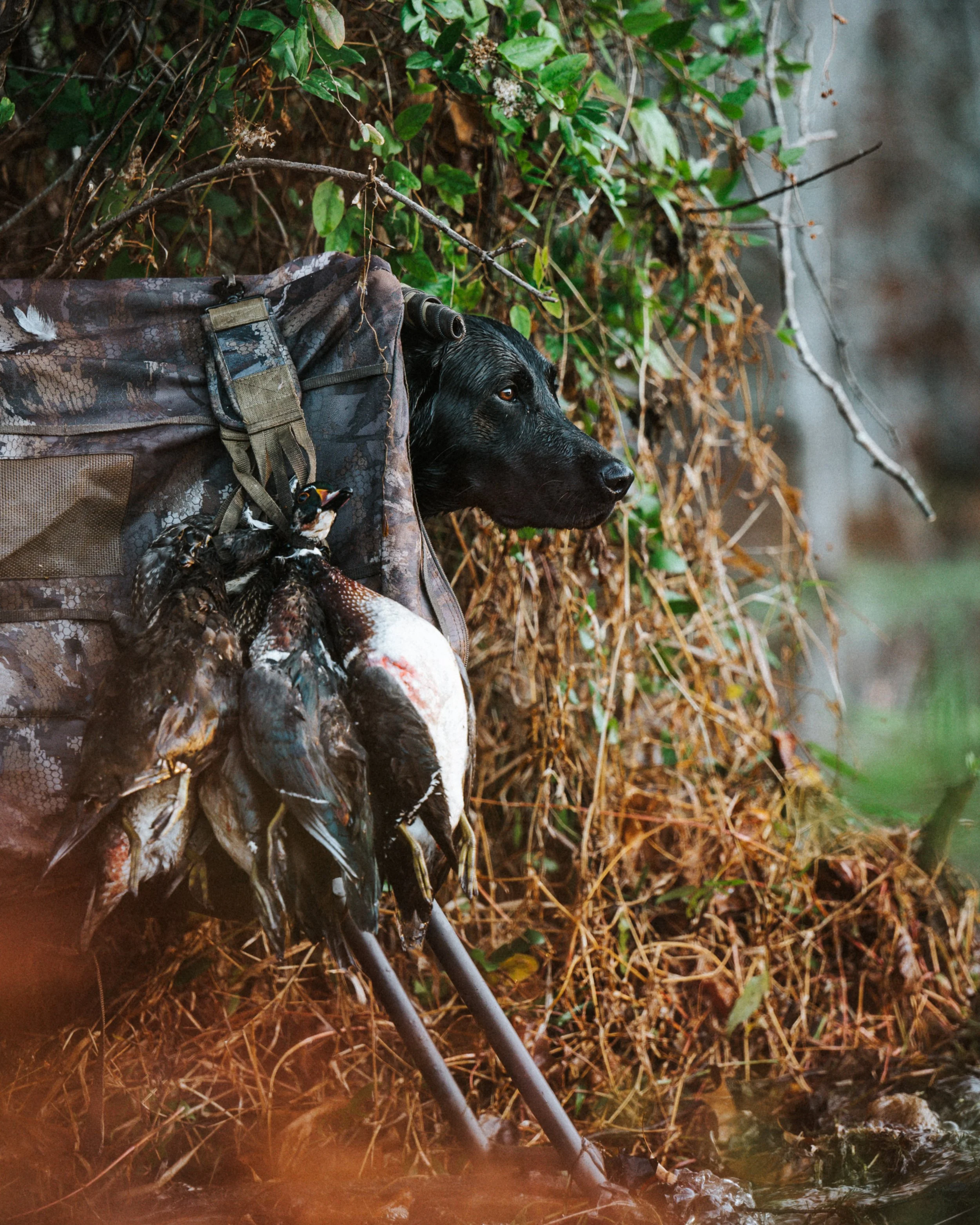 A black hunting dog wearing camouflage gear with feathers in its collar, standing near an open water body surrounded by dense green foliage and brown dried plants. Lifestyle hunting photography campaign.