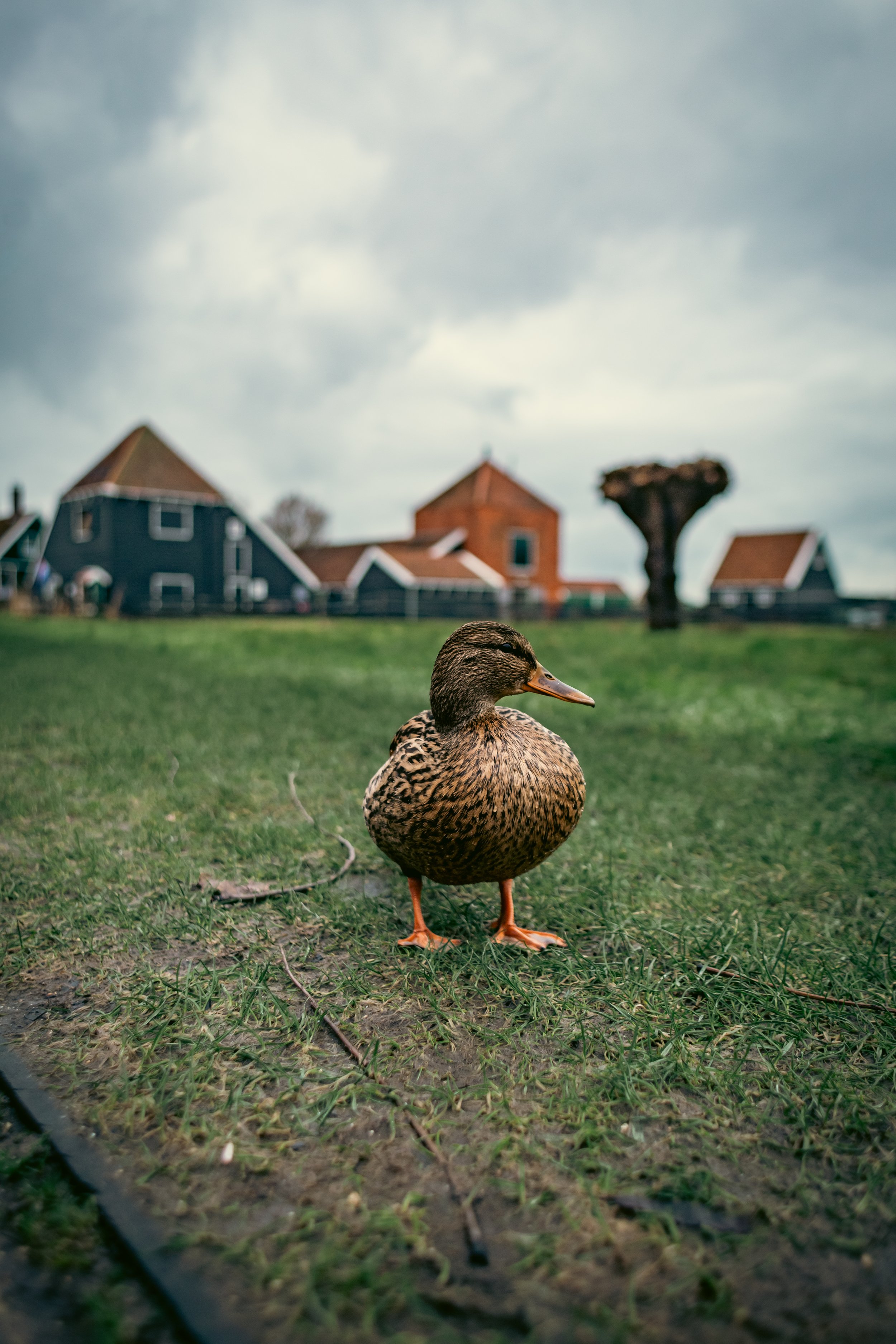 Zaanse Schanse-13.JPG