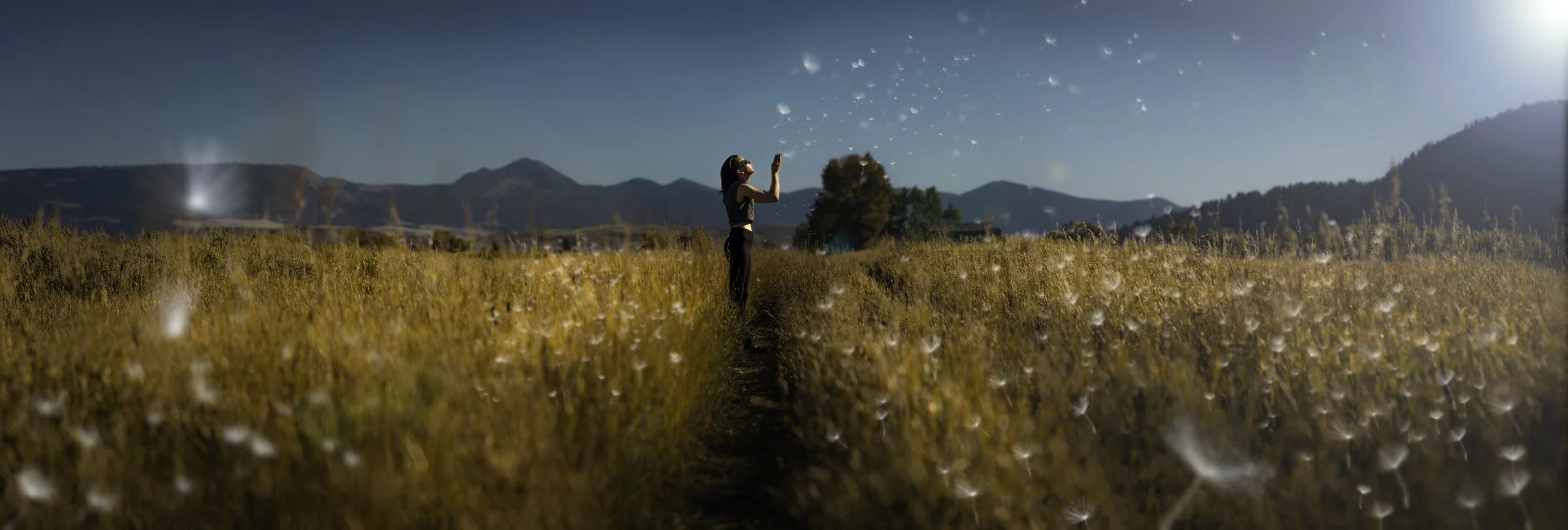 AZ dandelion fsmall.jpeg