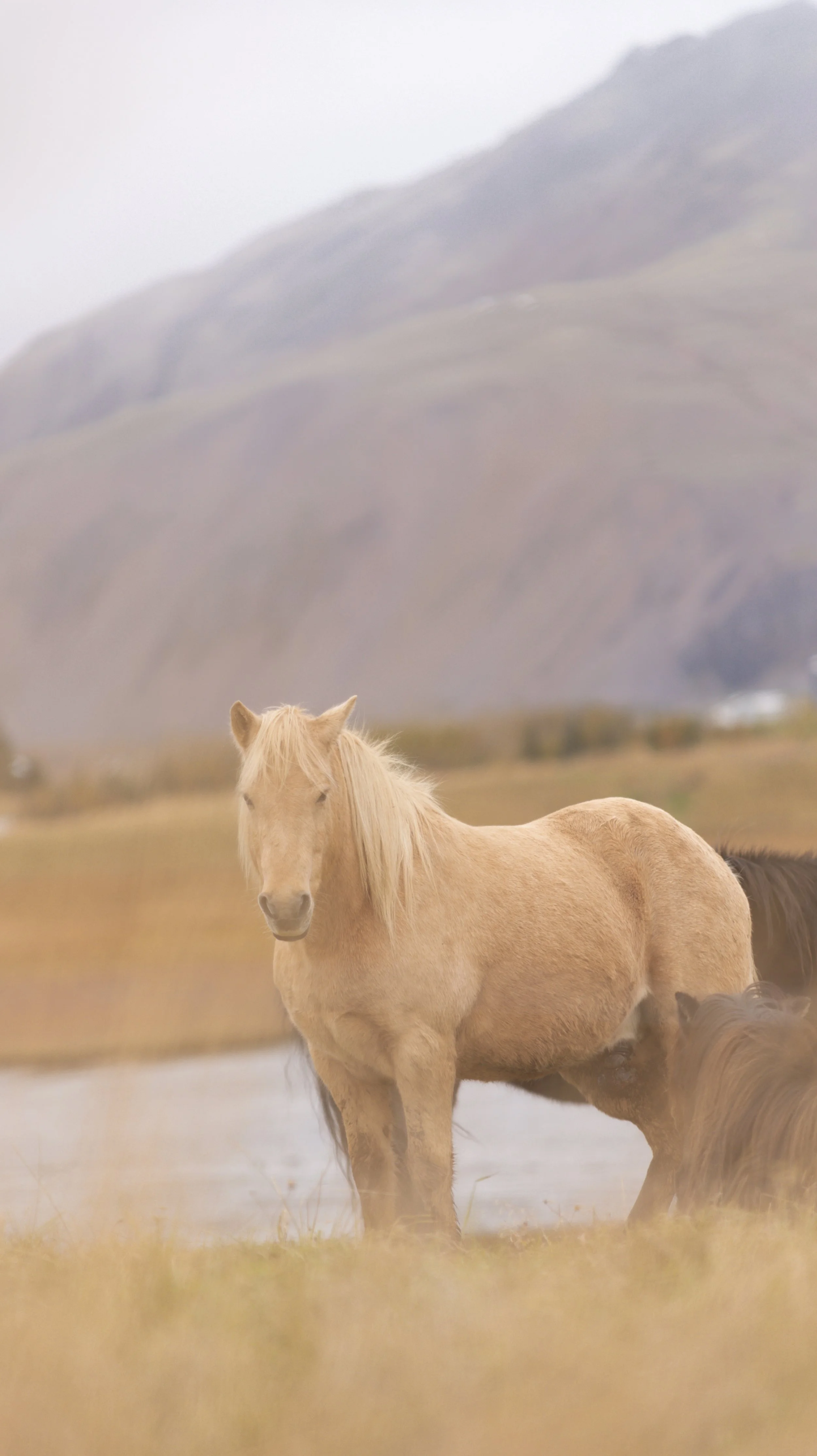 Iceland-253.JPG