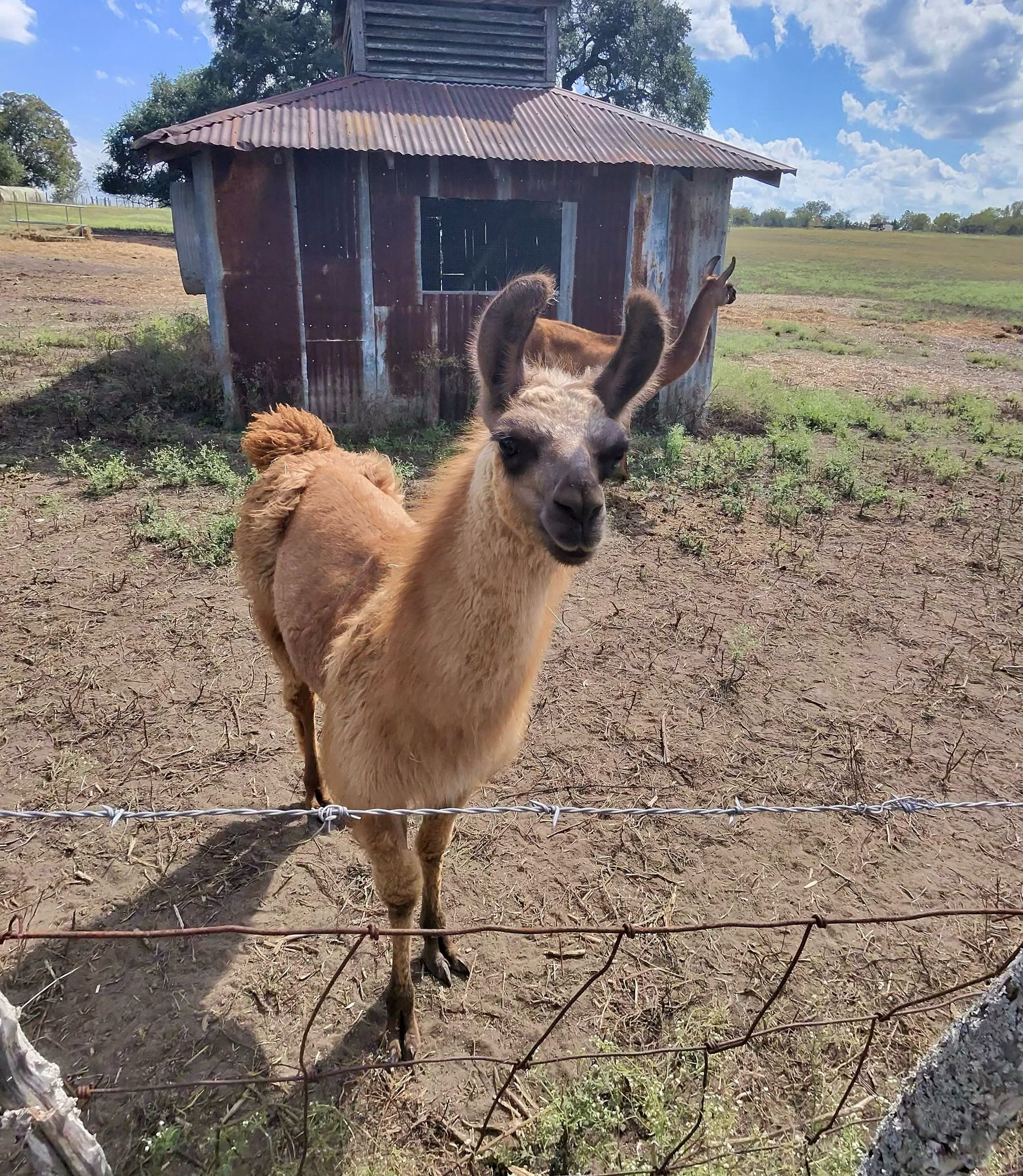 Roundtop with baby, visitors in helicopter, Sicilian chariot paintings, cows and oil. Just Texas. Ah, lamas! @ilmenf