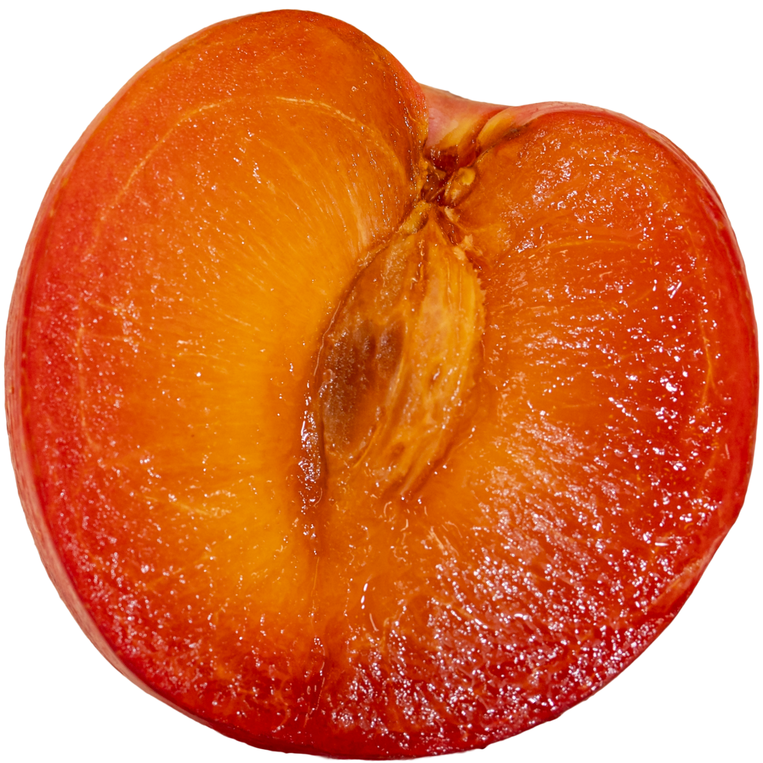 Plum+N25A4988-1.png