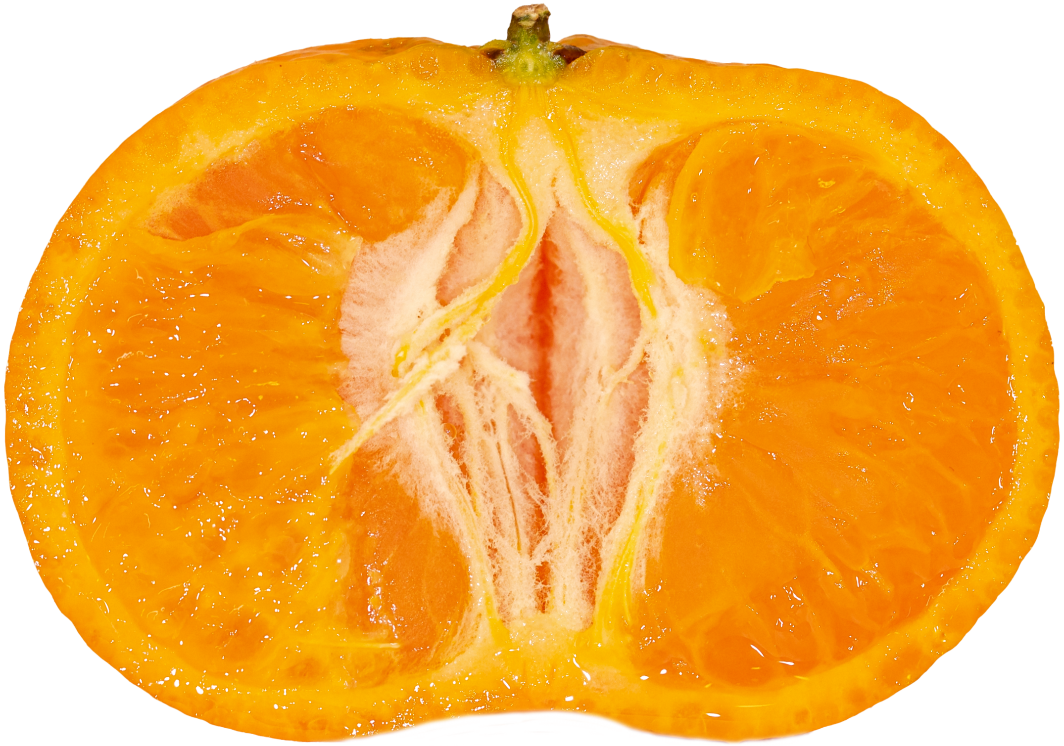 Satsuma+N25A4962-1.png