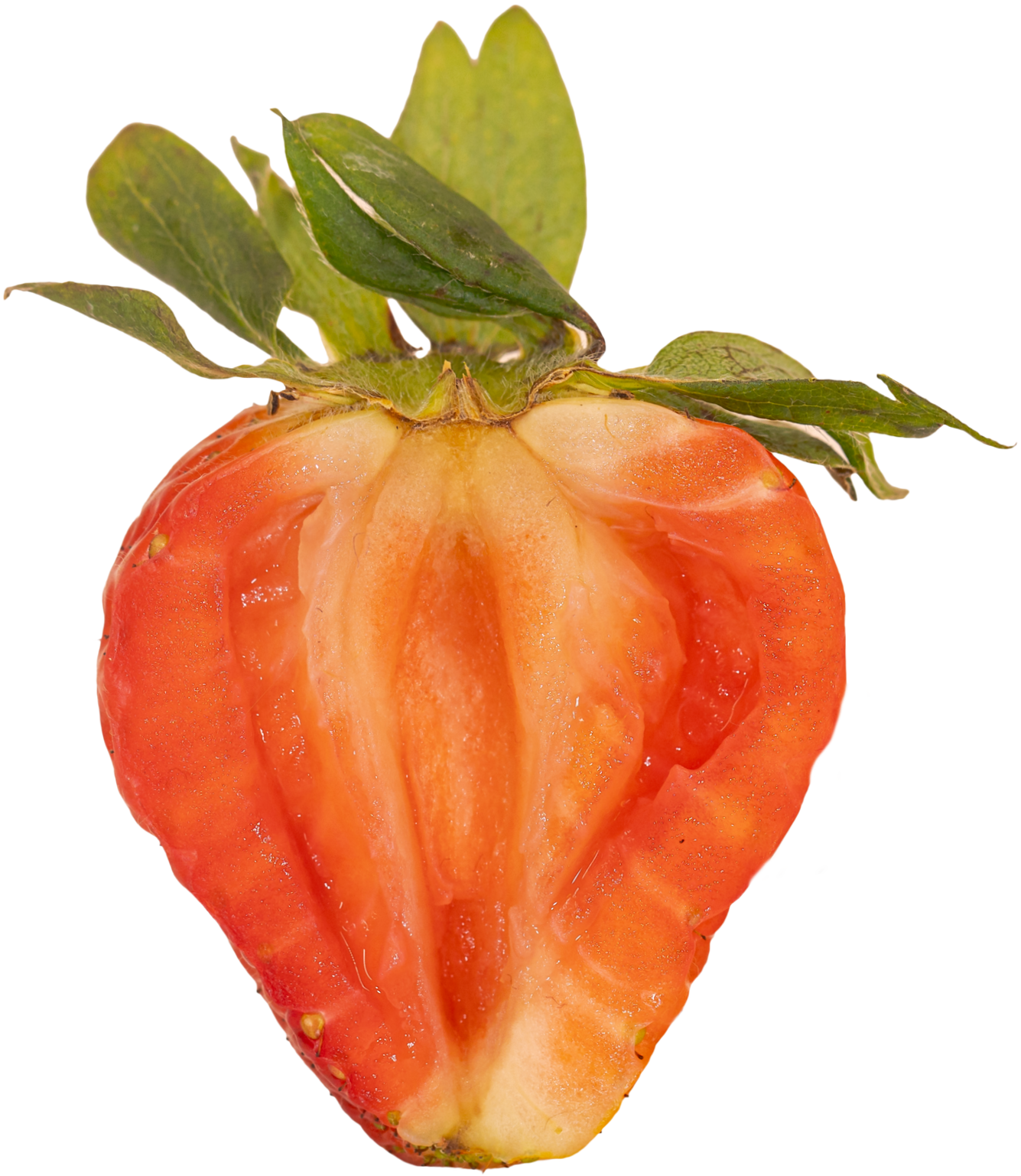Strawberry+N25A5114-1.png
