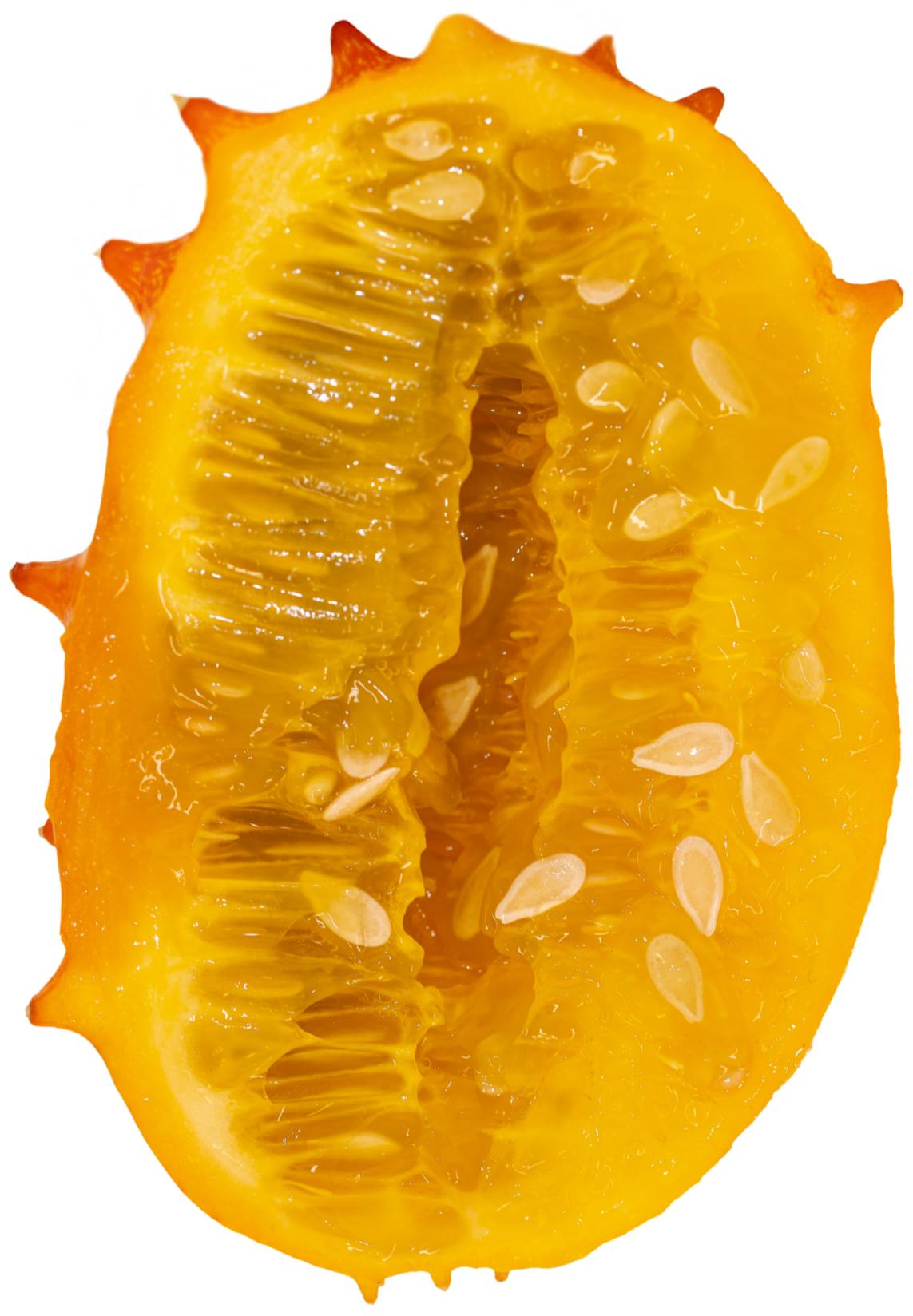 Horned%252BMelon%252BN25A5005-1.png