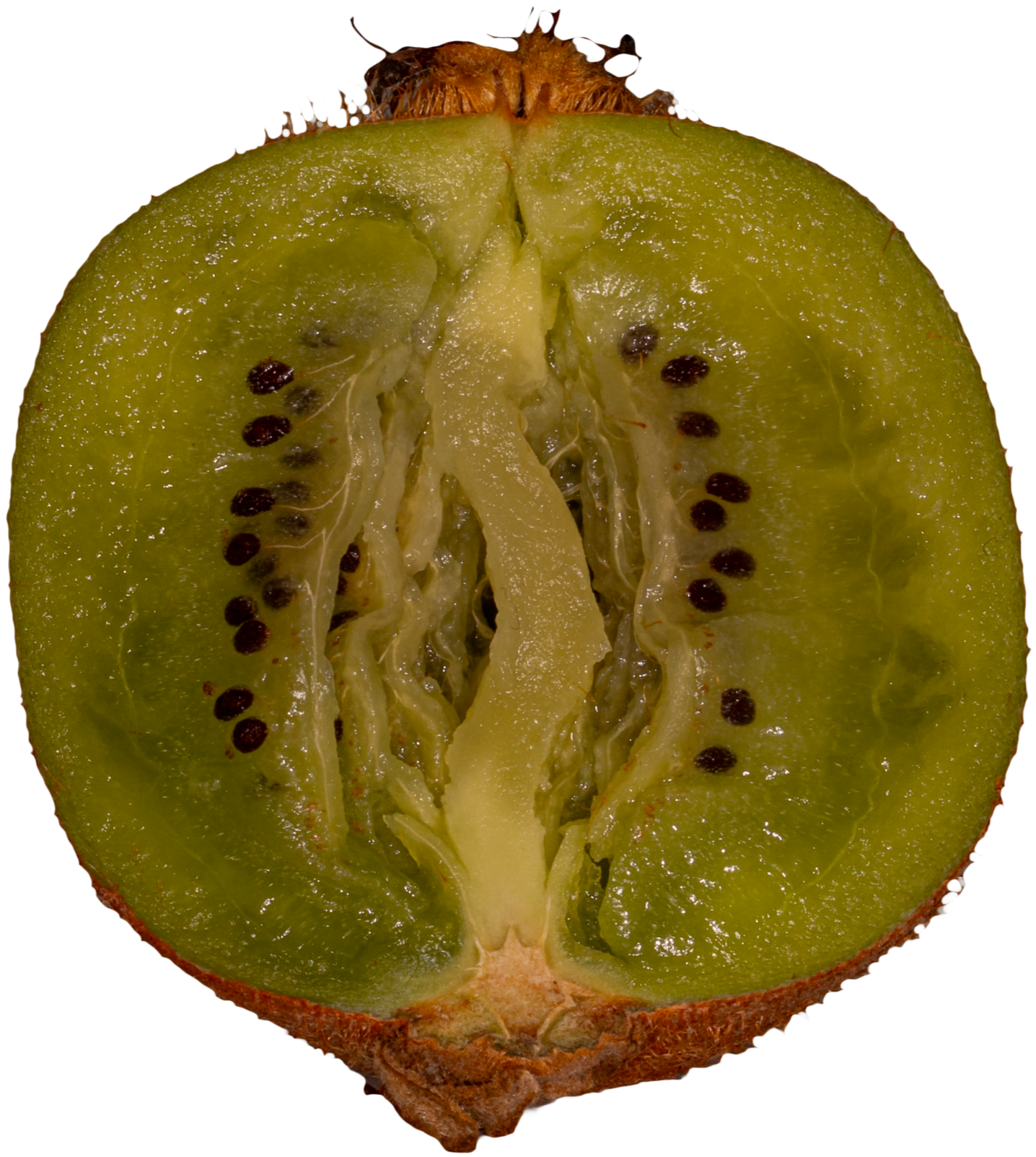 Kiwi%2BFresh%2B2%2BN25A4893-1.png