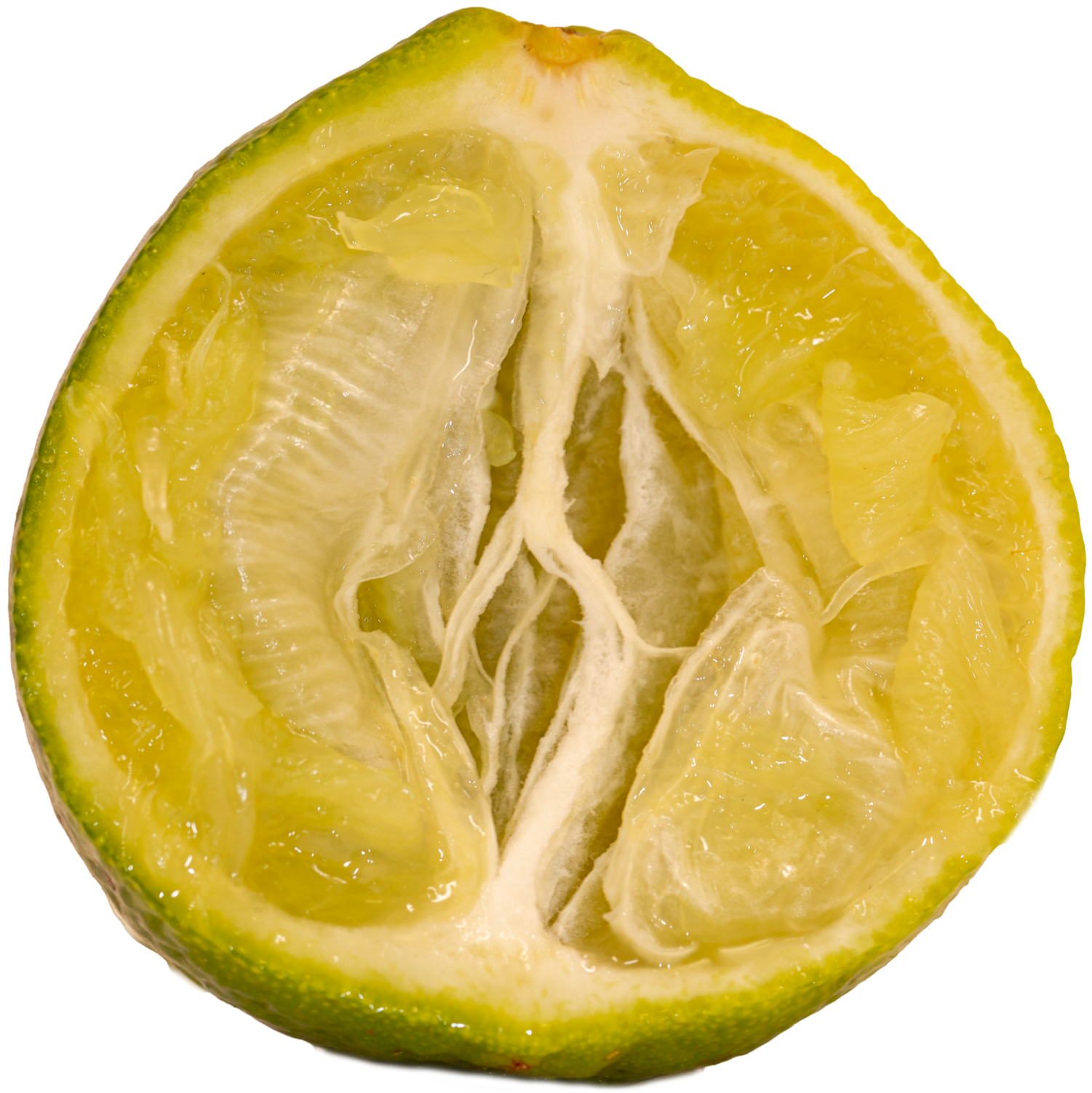 Lime+N25A4975-1.png