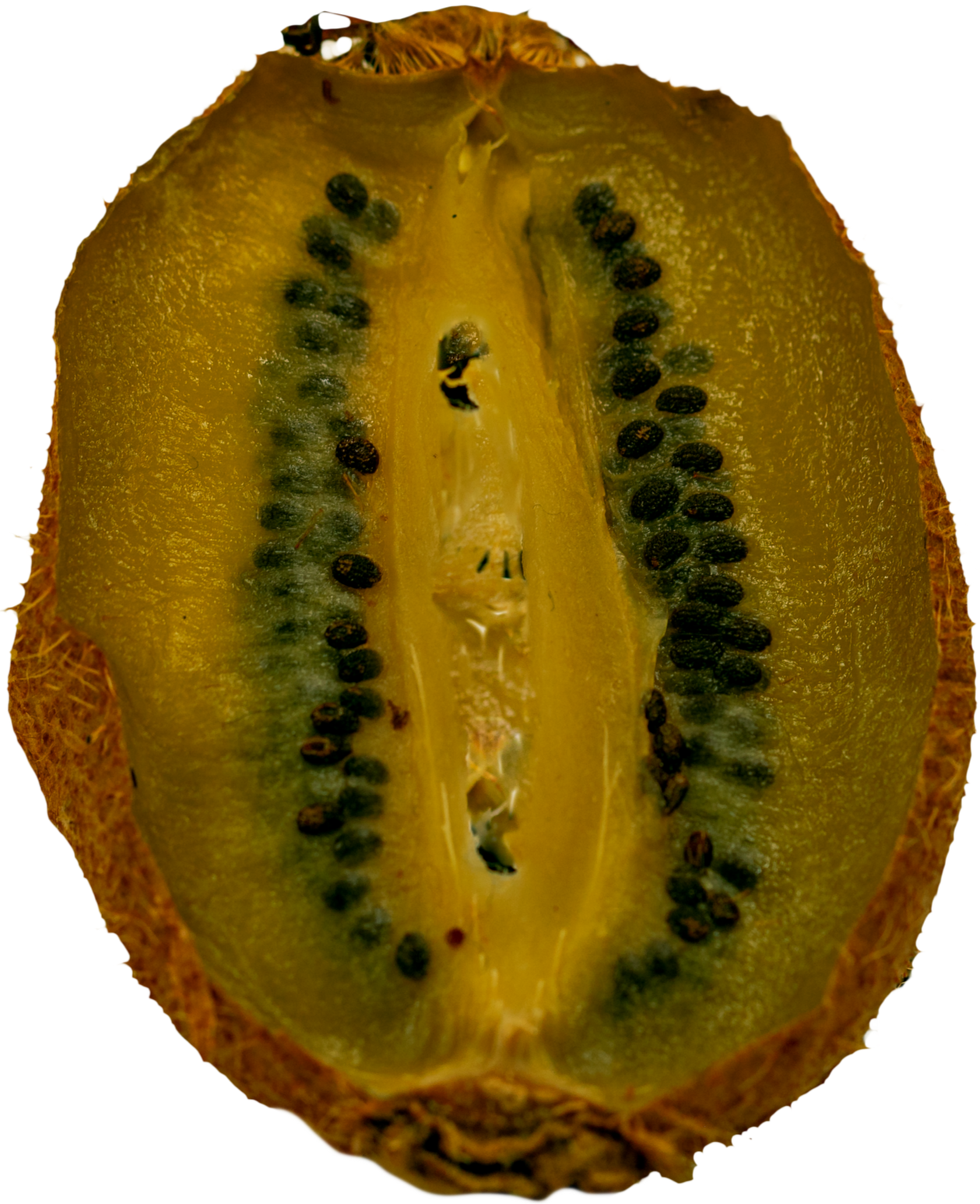 Kiwi+Dry+1+N25A4930-1.png